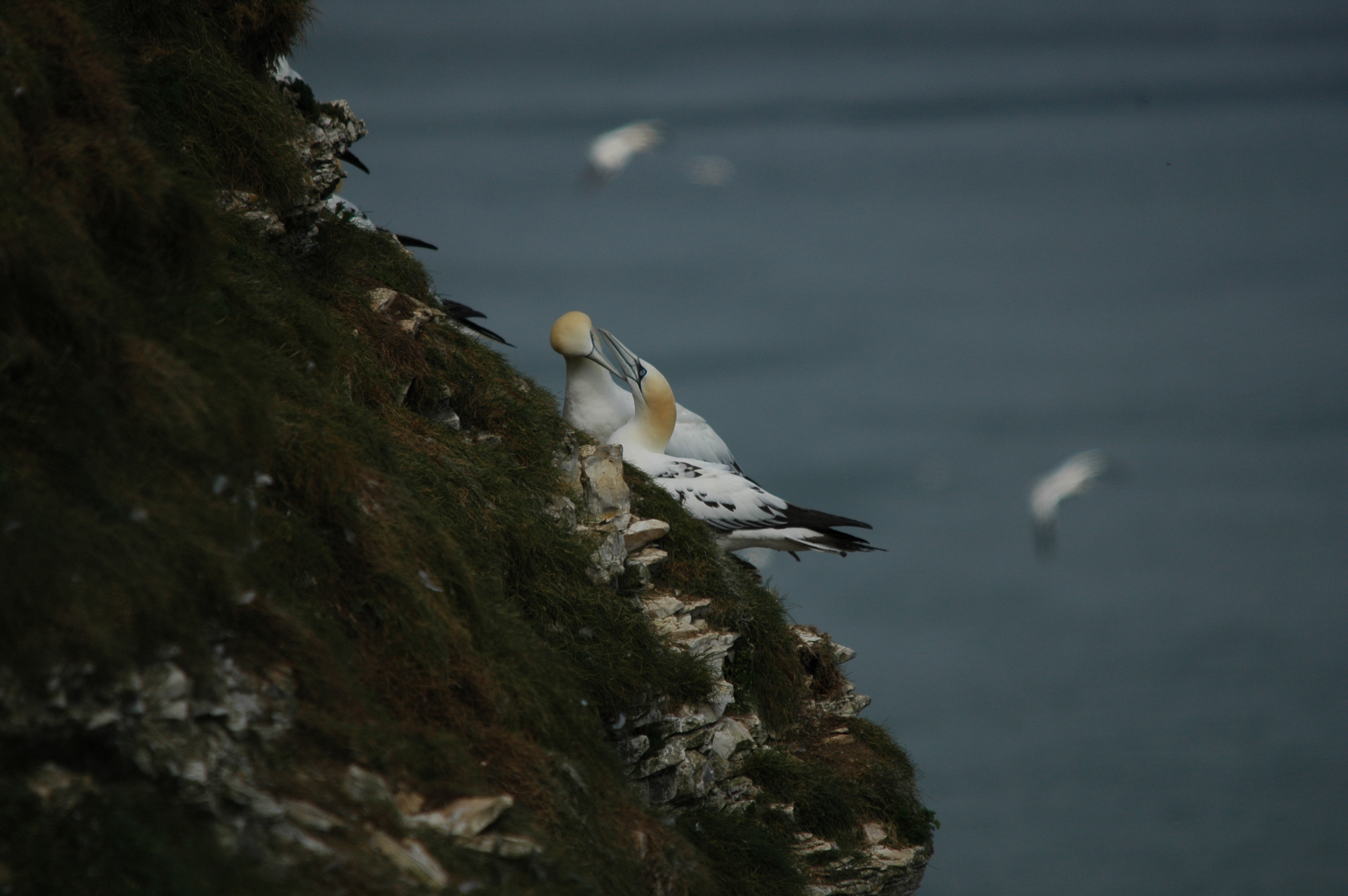 photos/wildlife/Bird_Species/015-Gannets-Boobies/0228-Northern_Gannet/DSC_5770.JPG