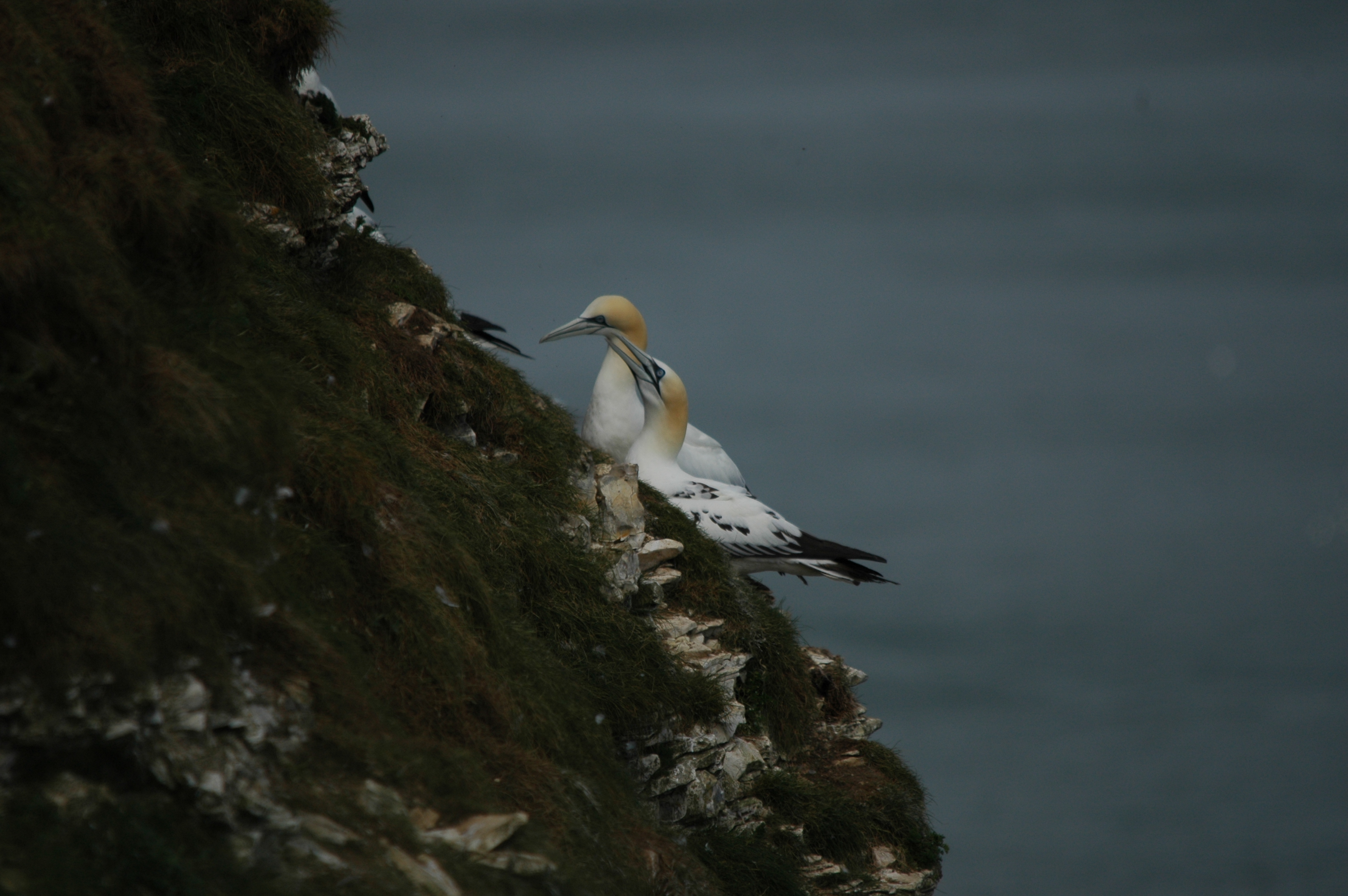 photos/wildlife/Bird_Species/015-Gannets-Boobies/0228-Northern_Gannet/DSC_5771.JPG