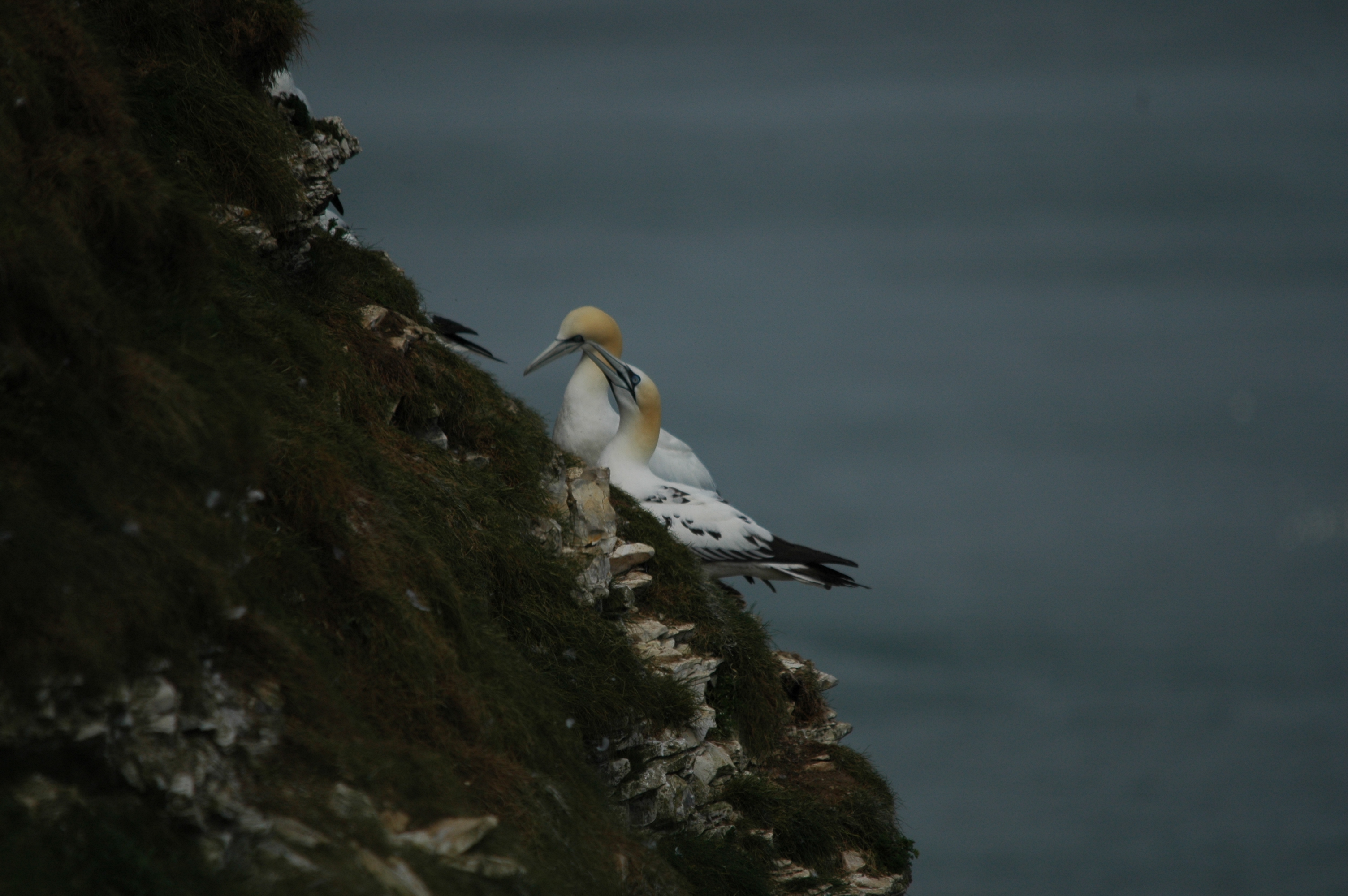photos/wildlife/Bird_Species/015-Gannets-Boobies/0228-Northern_Gannet/DSC_5772.JPG