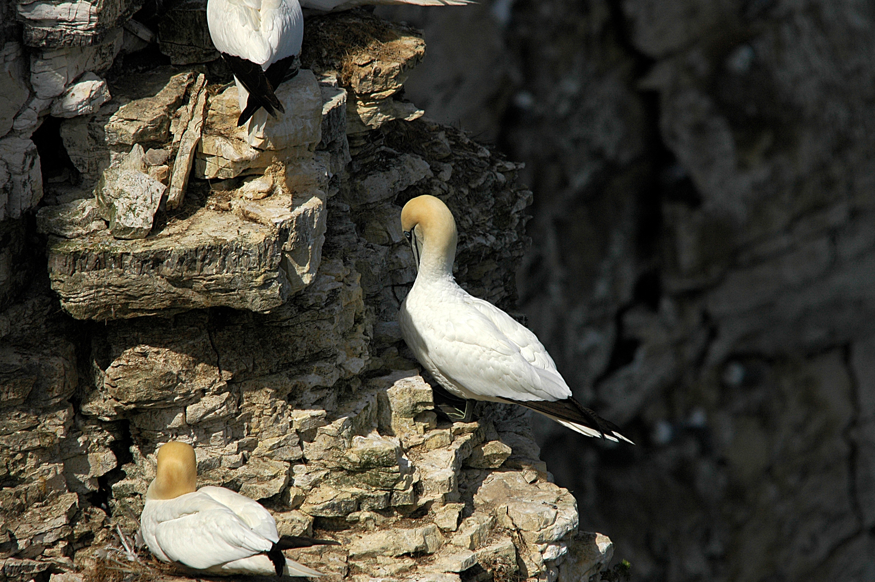 photos/wildlife/Bird_Species/015-Gannets-Boobies/0228-Northern_Gannet/DSC_5782.JPG