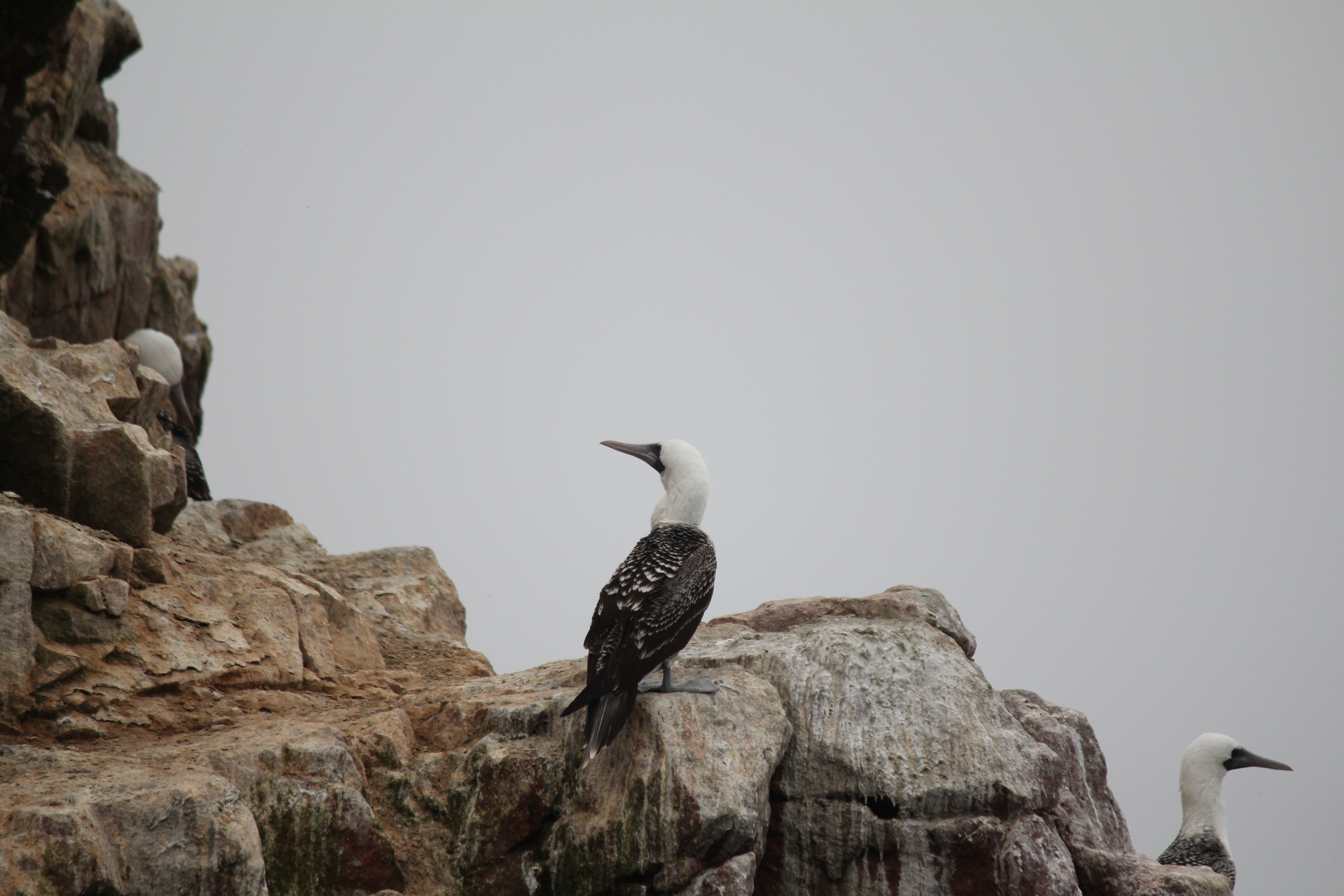 photos/wildlife/Bird_Species/015-Gannets-Boobies/0232-Peruvian_Booby/4767636443_f832e99e22_o.jpg