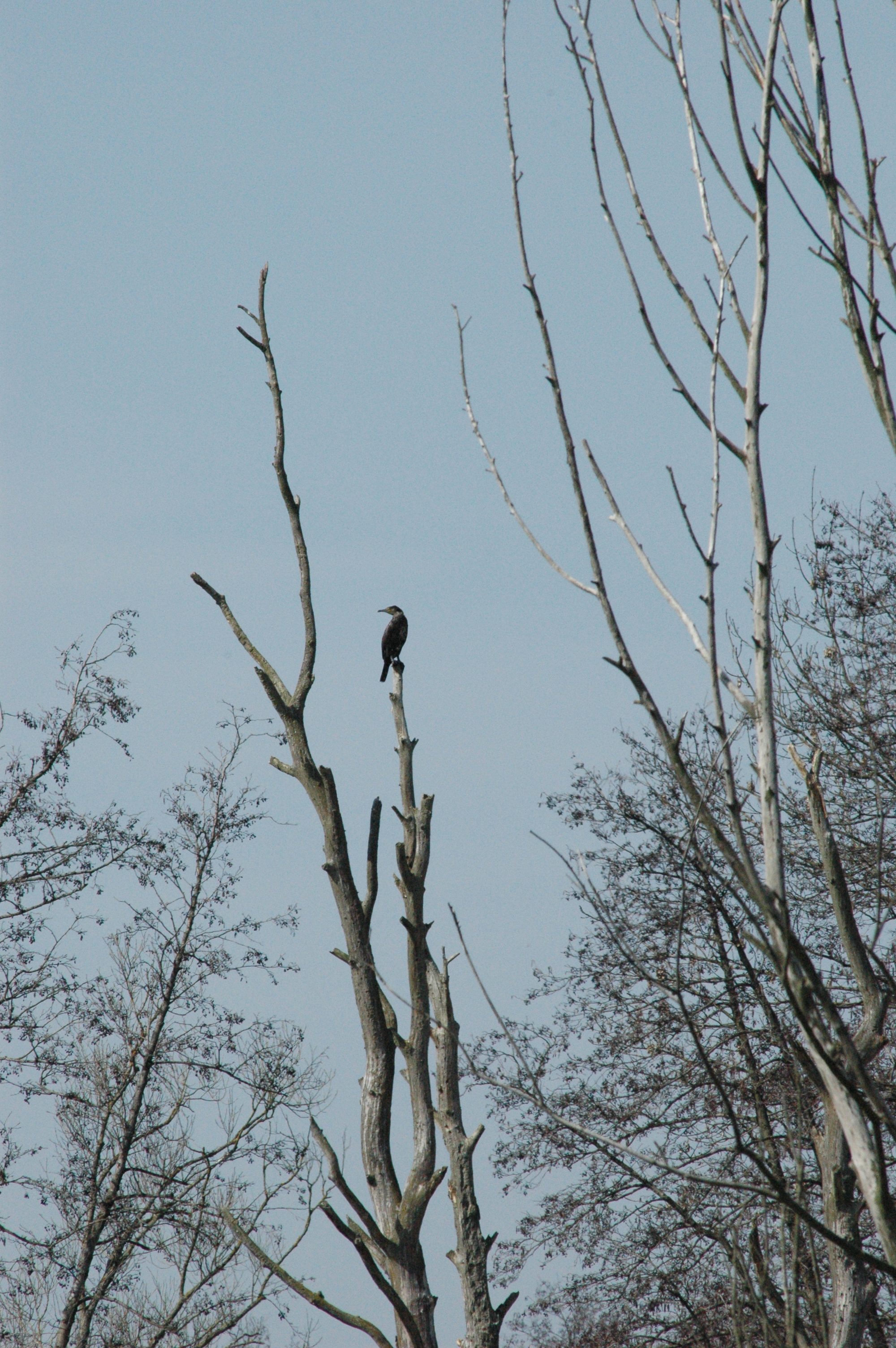 photos/wildlife/Bird_Species/017-Cormorants/0244-Great_Cormorant/DSC_0055.JPG