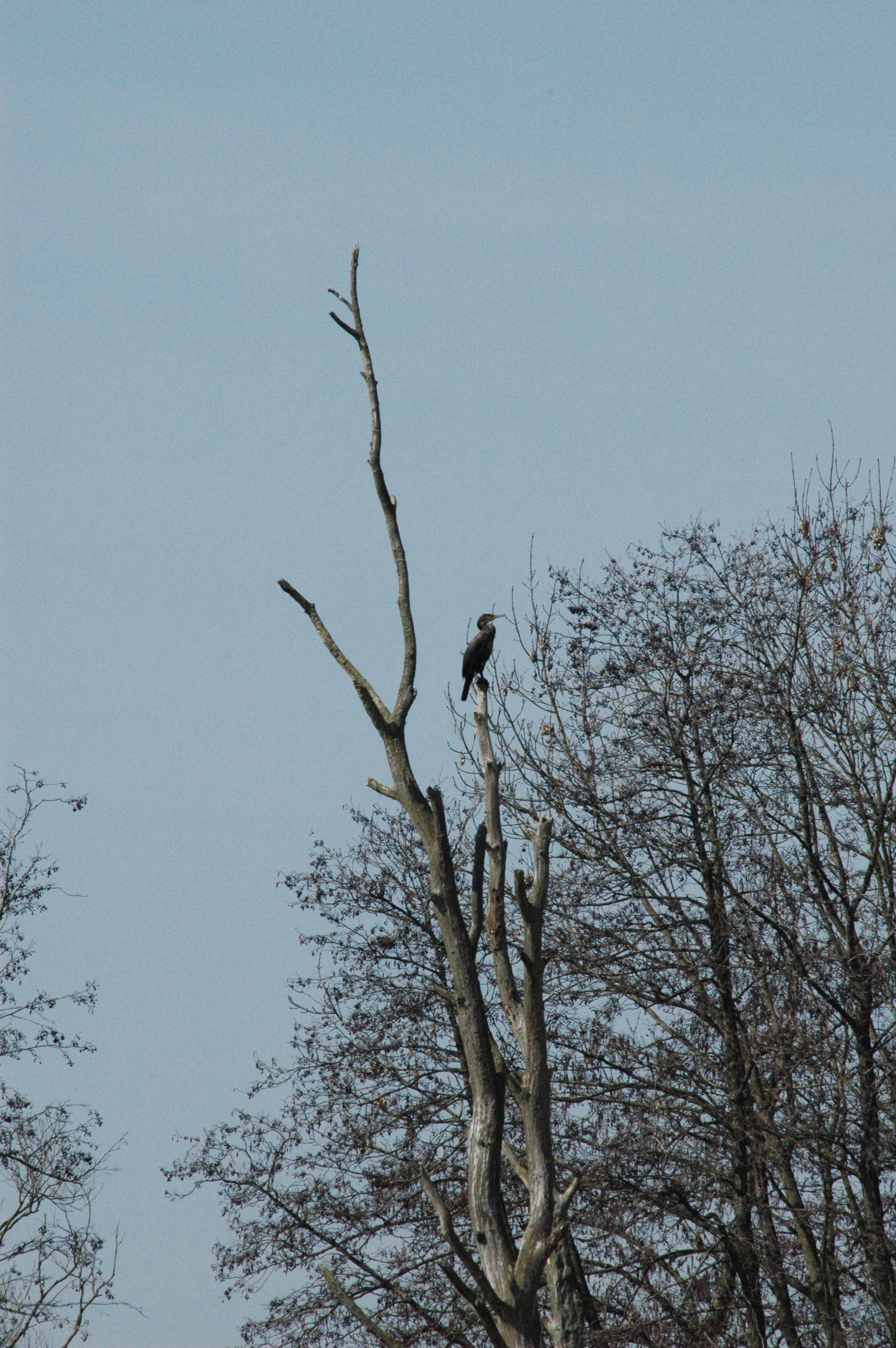 photos/wildlife/Bird_Species/017-Cormorants/0244-Great_Cormorant/DSC_0056.JPG