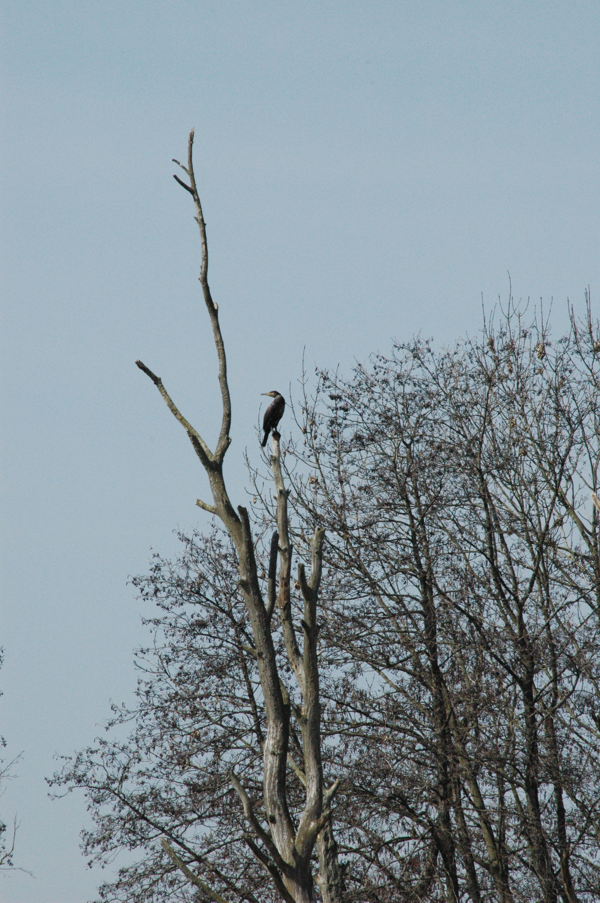 photos/wildlife/Bird_Species/017-Cormorants/0244-Great_Cormorant/DSC_0057.JPG