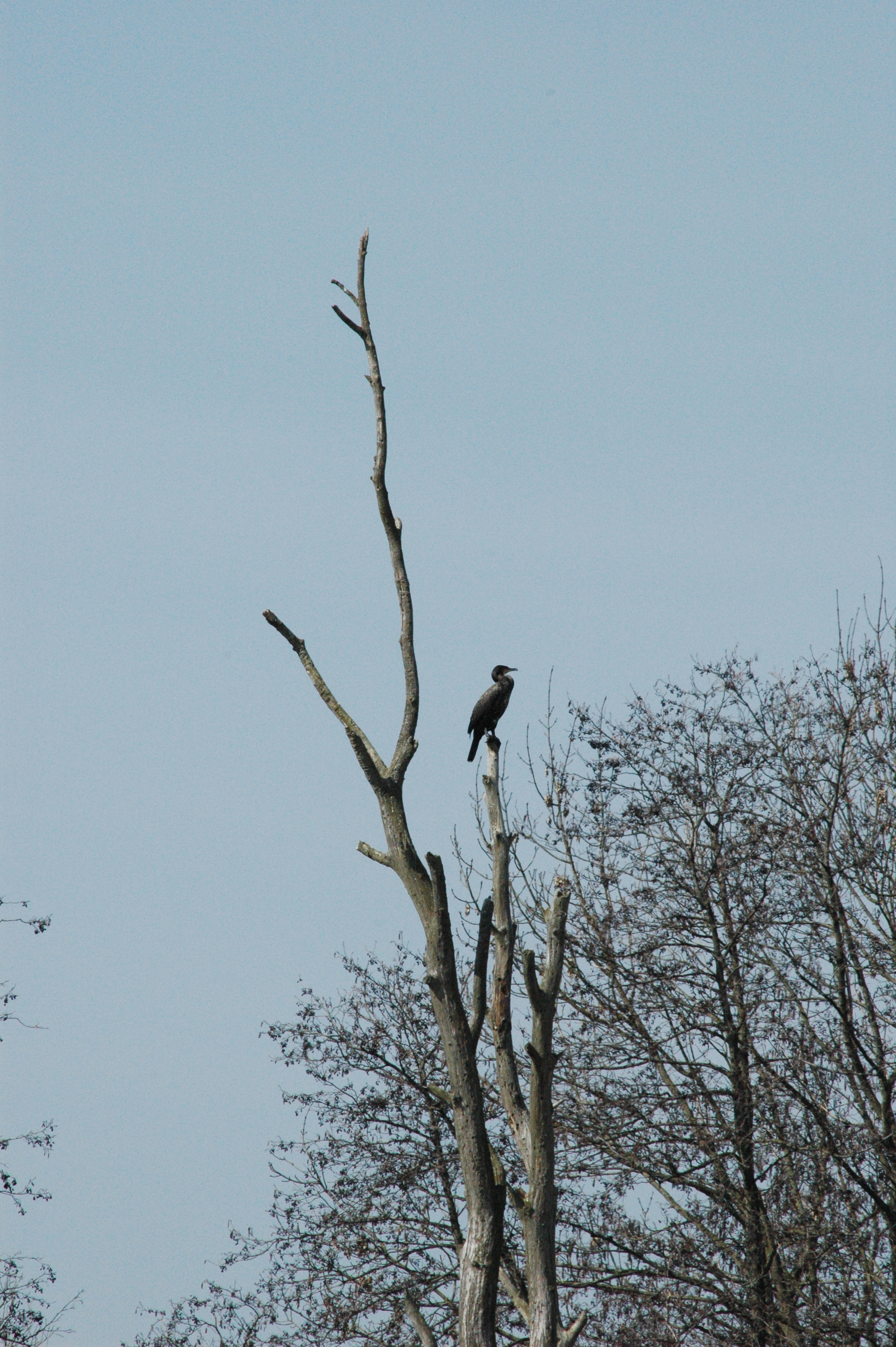 photos/wildlife/Bird_Species/017-Cormorants/0244-Great_Cormorant/DSC_0058.JPG