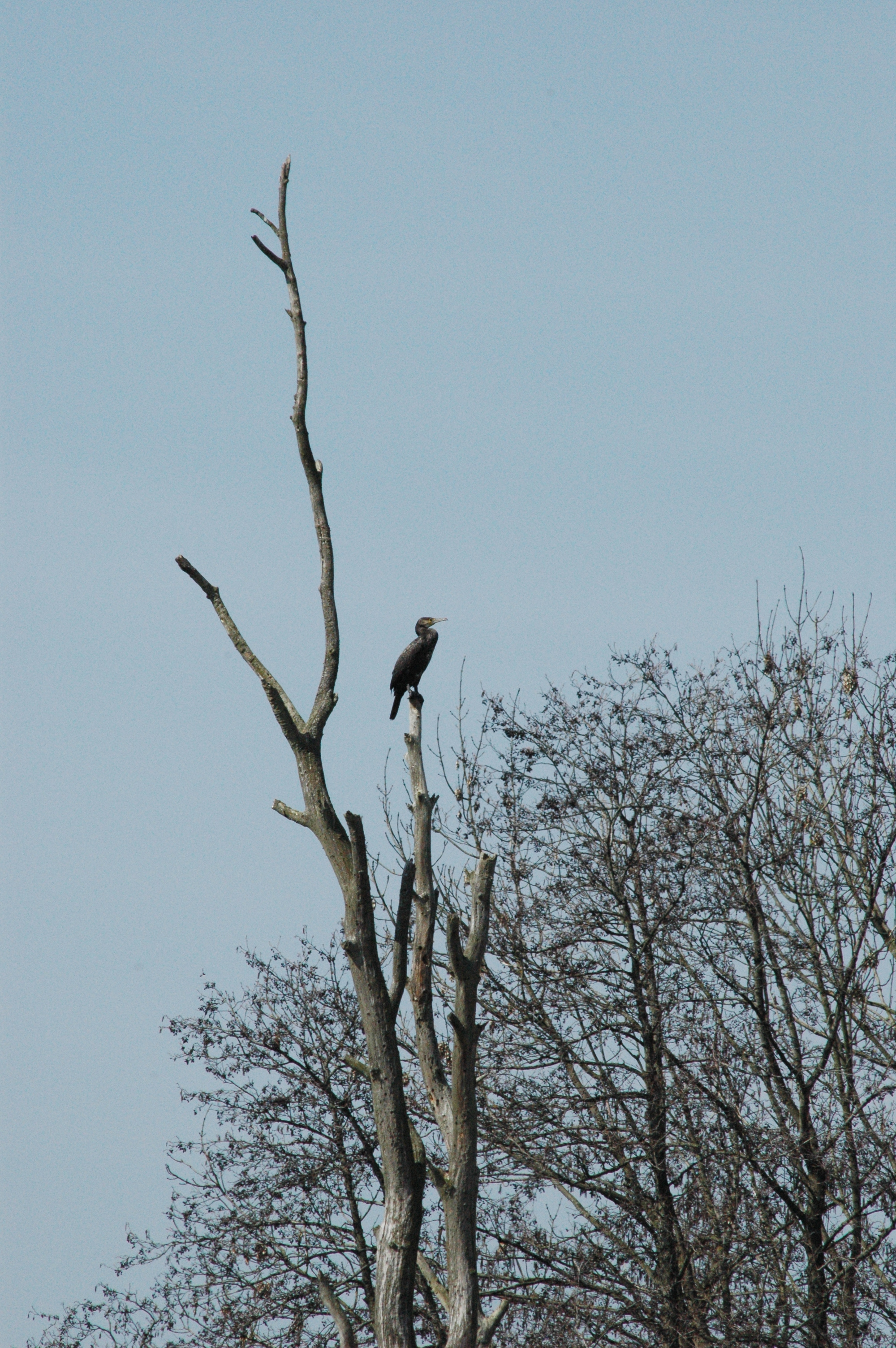 photos/wildlife/Bird_Species/017-Cormorants/0244-Great_Cormorant/DSC_0059.JPG