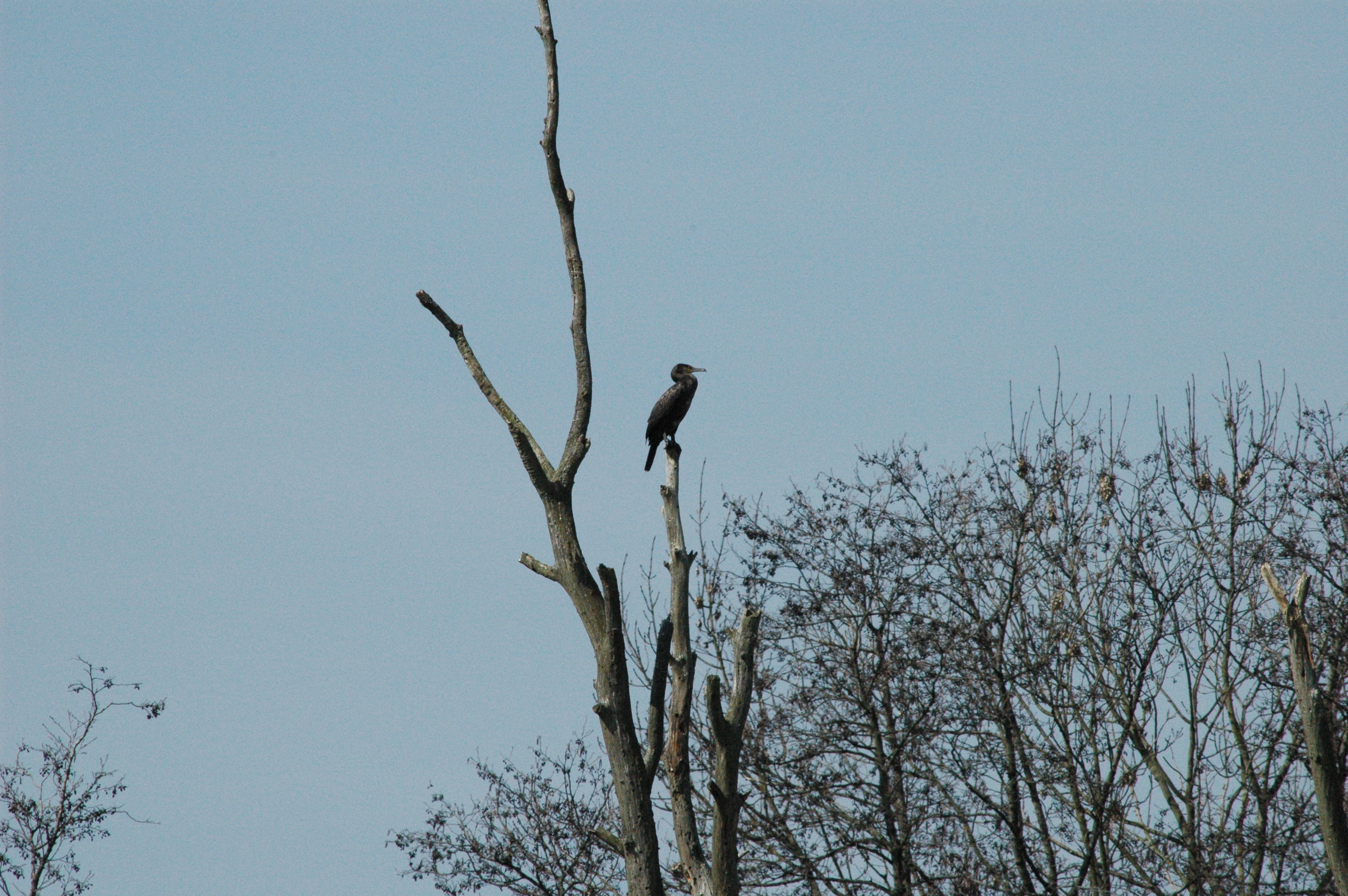 photos/wildlife/Bird_Species/017-Cormorants/0244-Great_Cormorant/DSC_0060.JPG