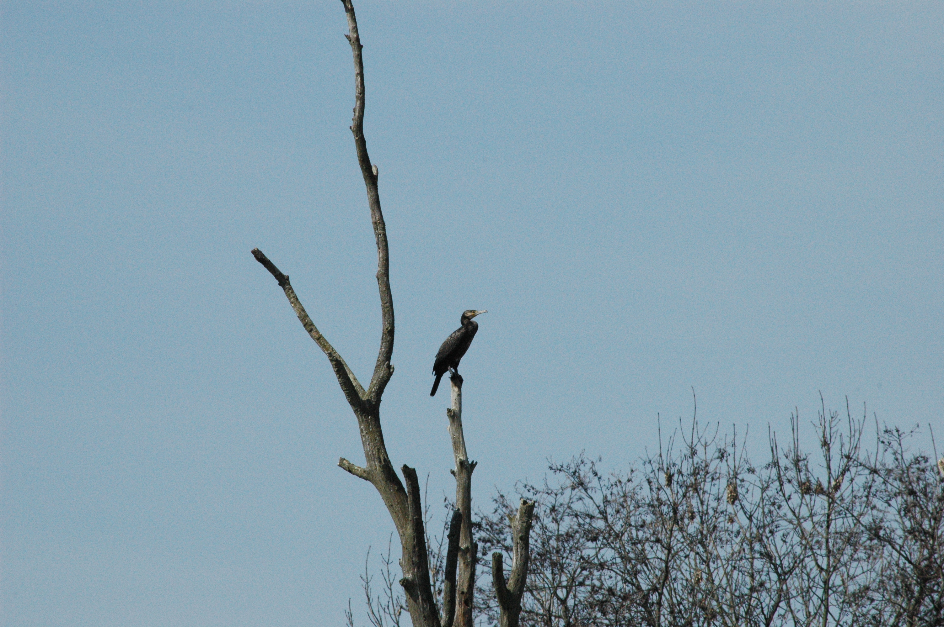 photos/wildlife/Bird_Species/017-Cormorants/0244-Great_Cormorant/DSC_0061.JPG