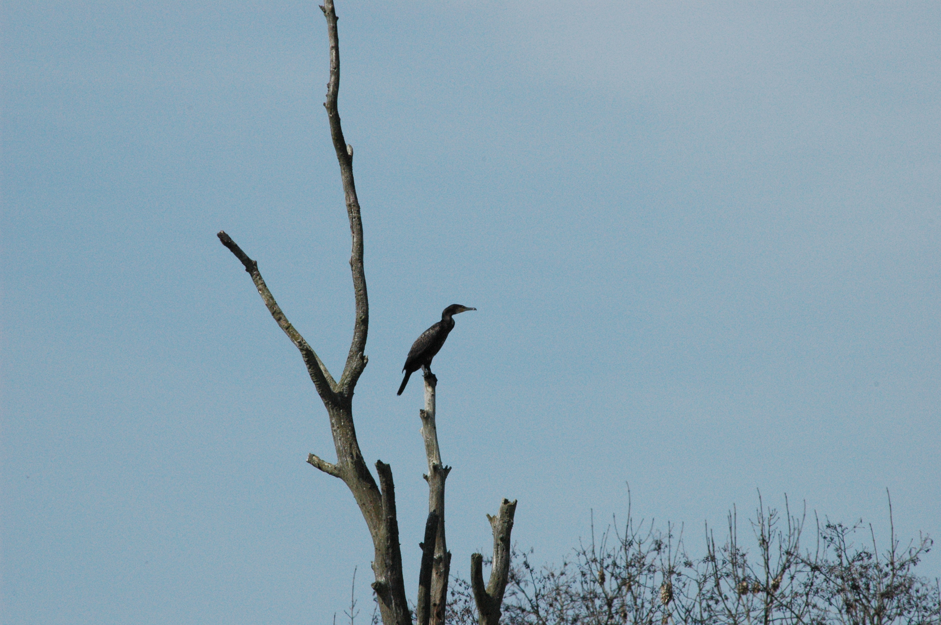 photos/wildlife/Bird_Species/017-Cormorants/0244-Great_Cormorant/DSC_0062.JPG