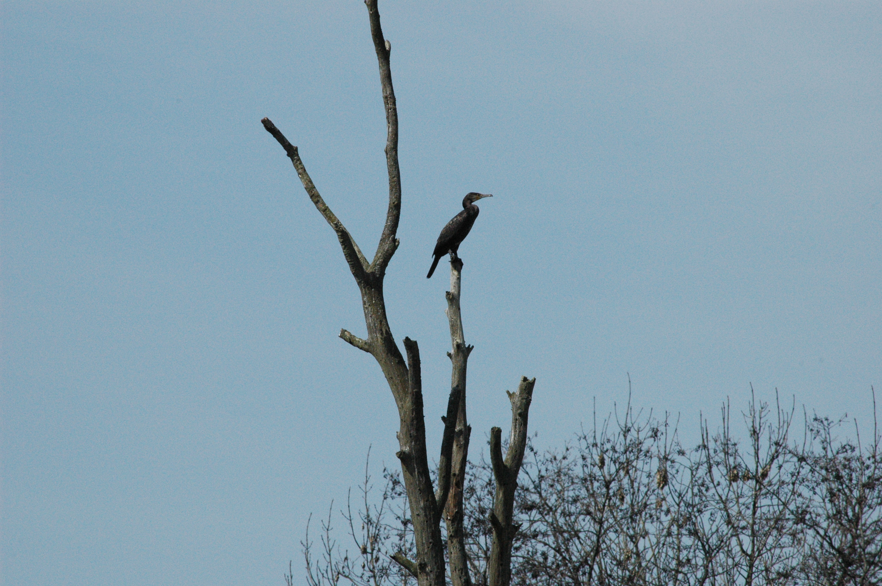 photos/wildlife/Bird_Species/017-Cormorants/0244-Great_Cormorant/DSC_0063.JPG