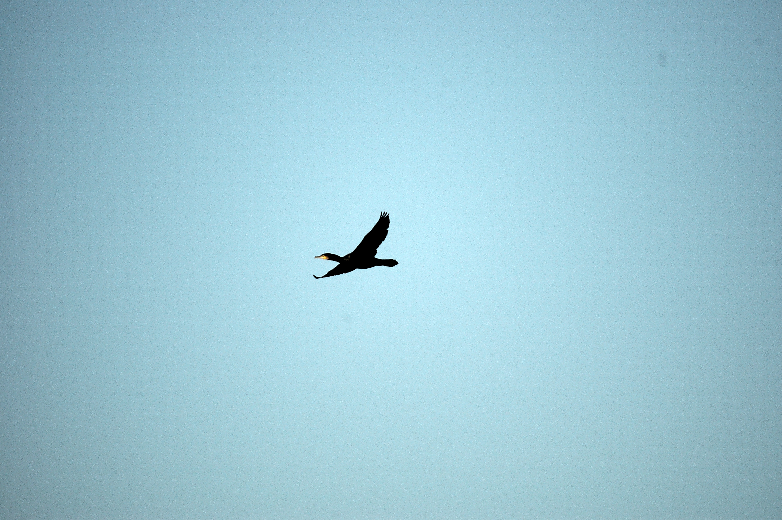 photos/wildlife/Bird_Species/017-Cormorants/0244-Great_Cormorant/DSC_4749.JPG