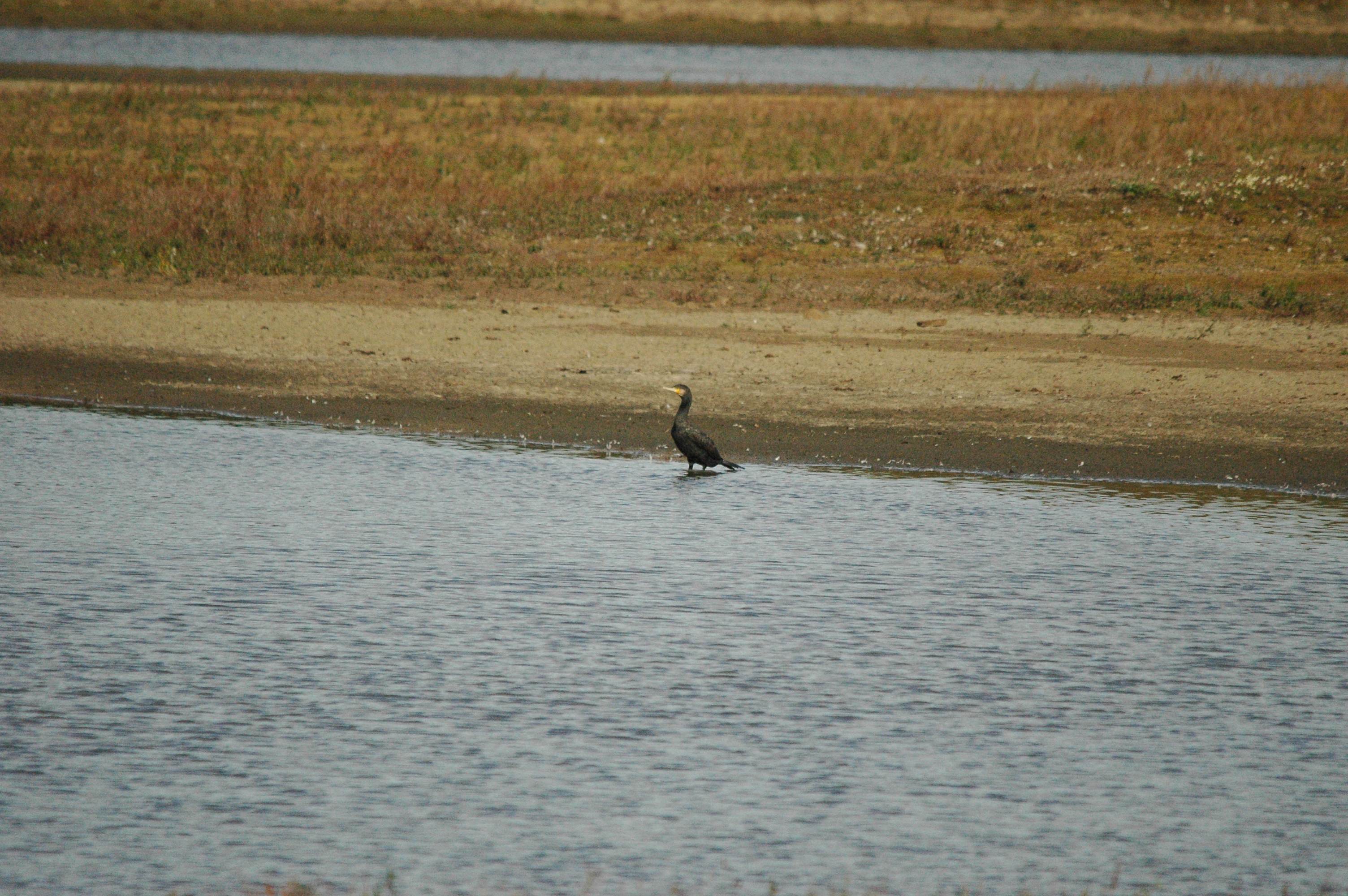 photos/wildlife/Bird_Species/017-Cormorants/0244-Great_Cormorant/dsc_1281.jpg