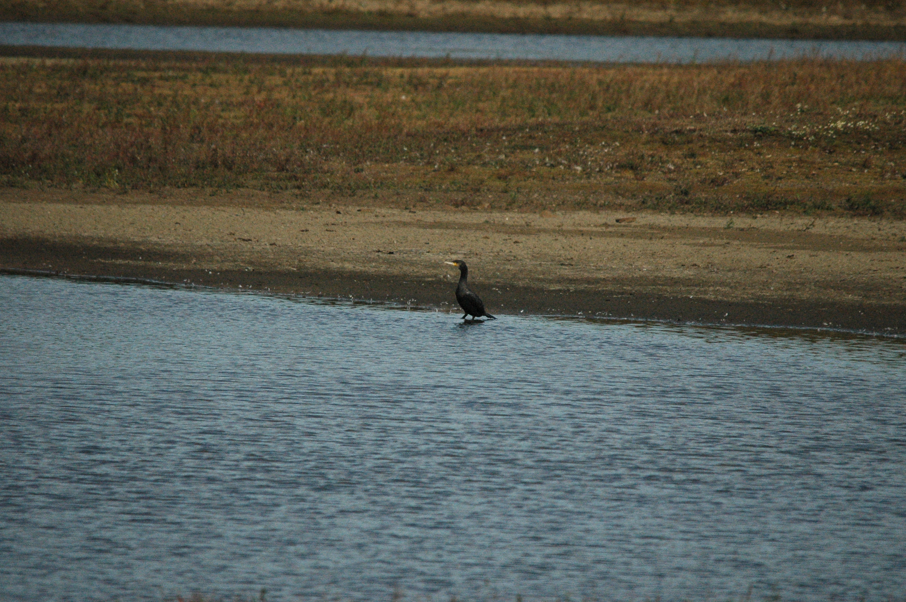 photos/wildlife/Bird_Species/017-Cormorants/0244-Great_Cormorant/dsc_1282.jpg