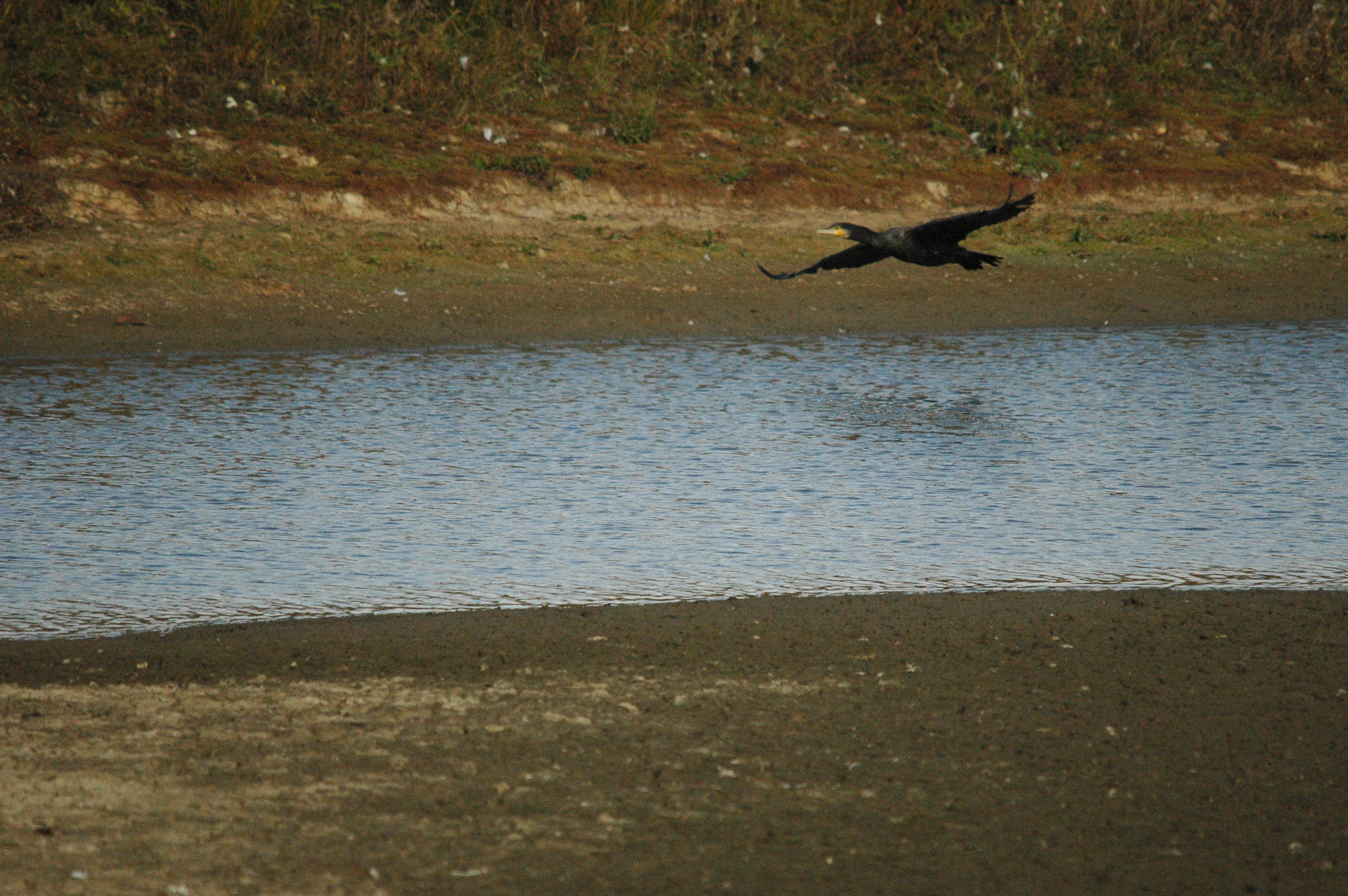 photos/wildlife/Bird_Species/017-Cormorants/0244-Great_Cormorant/dsc_1283.jpg