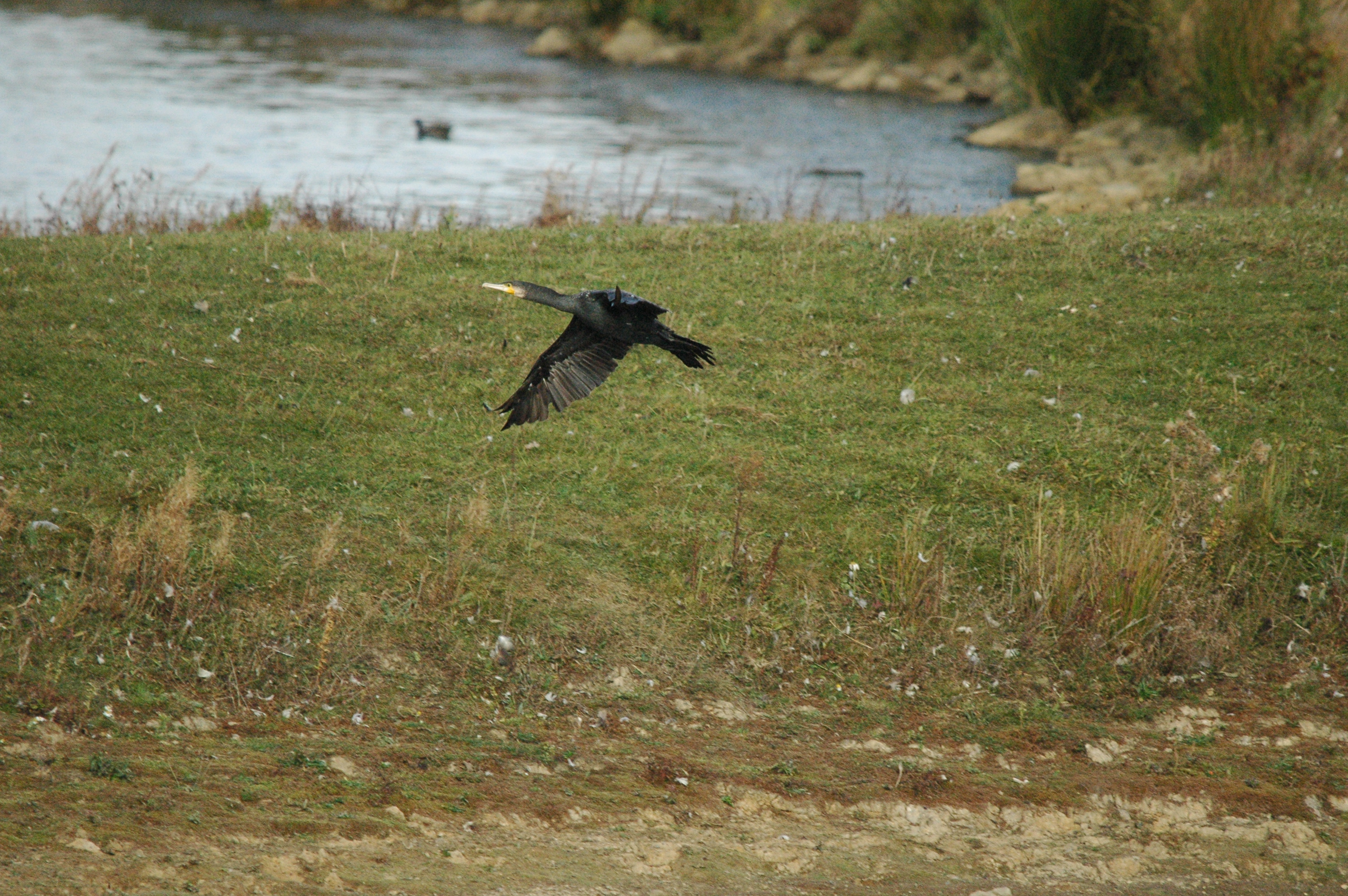 photos/wildlife/Bird_Species/017-Cormorants/0244-Great_Cormorant/dsc_1284.jpg