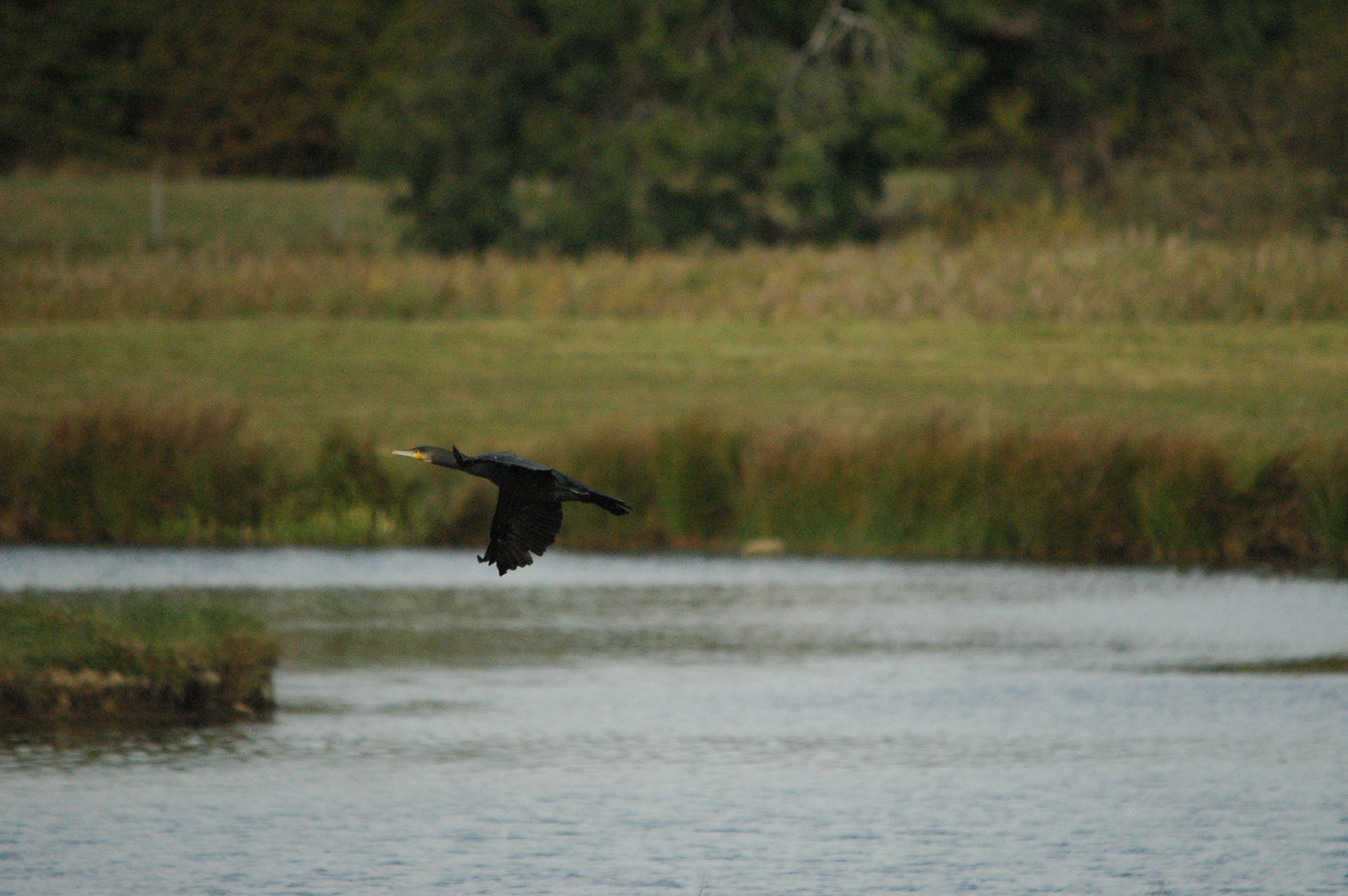 photos/wildlife/Bird_Species/017-Cormorants/0244-Great_Cormorant/dsc_1285.jpg