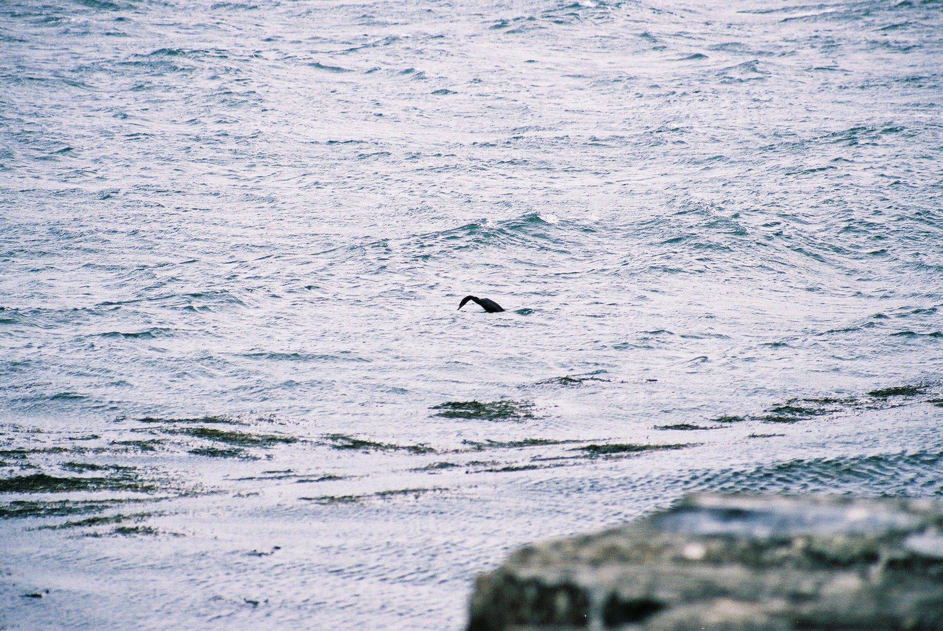 photos/wildlife/Bird_Species/017-Cormorants/0252-European_Shag/20040327-Mull-01.jpg