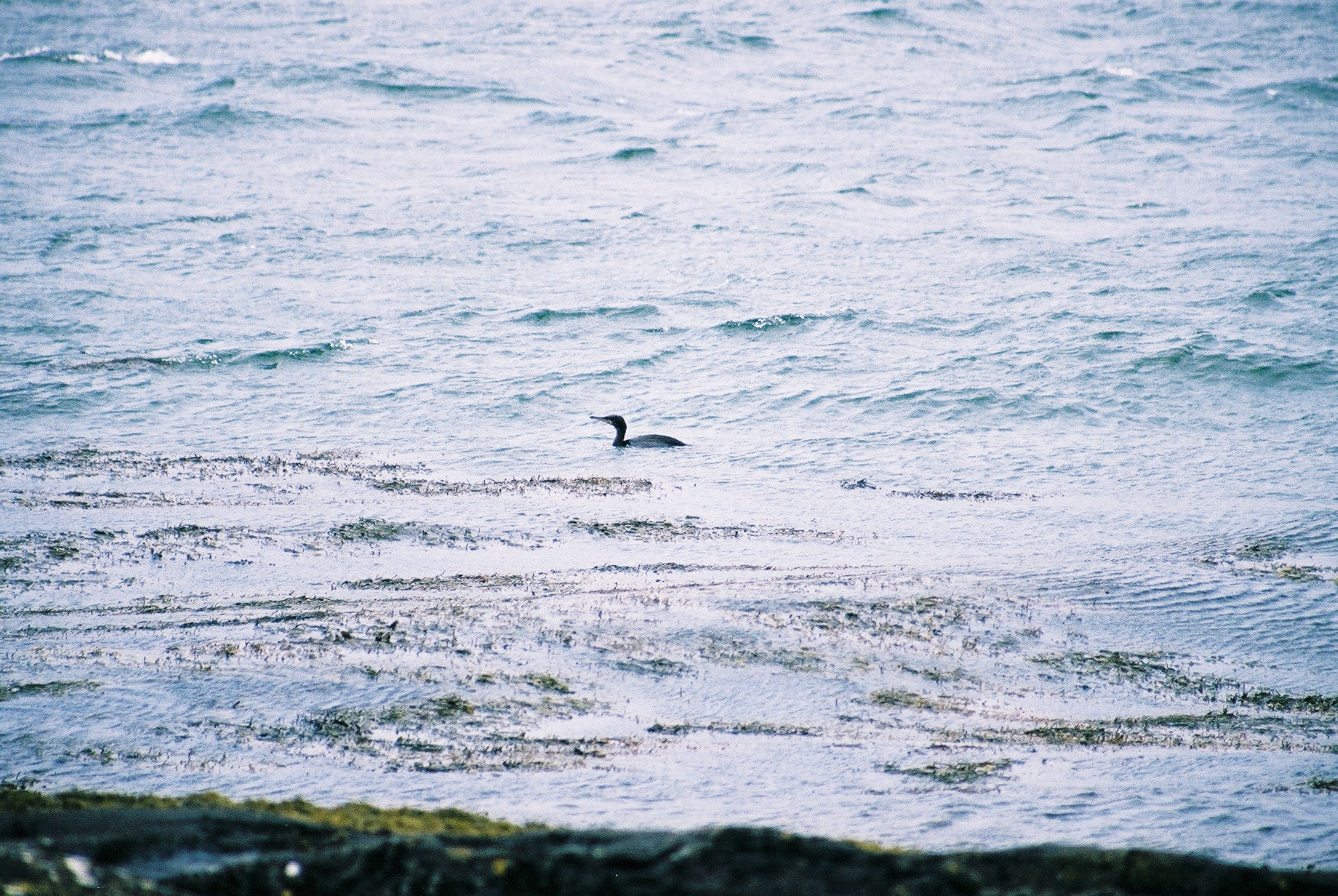 photos/wildlife/Bird_Species/017-Cormorants/0252-European_Shag/20040327-Mull-02.jpg