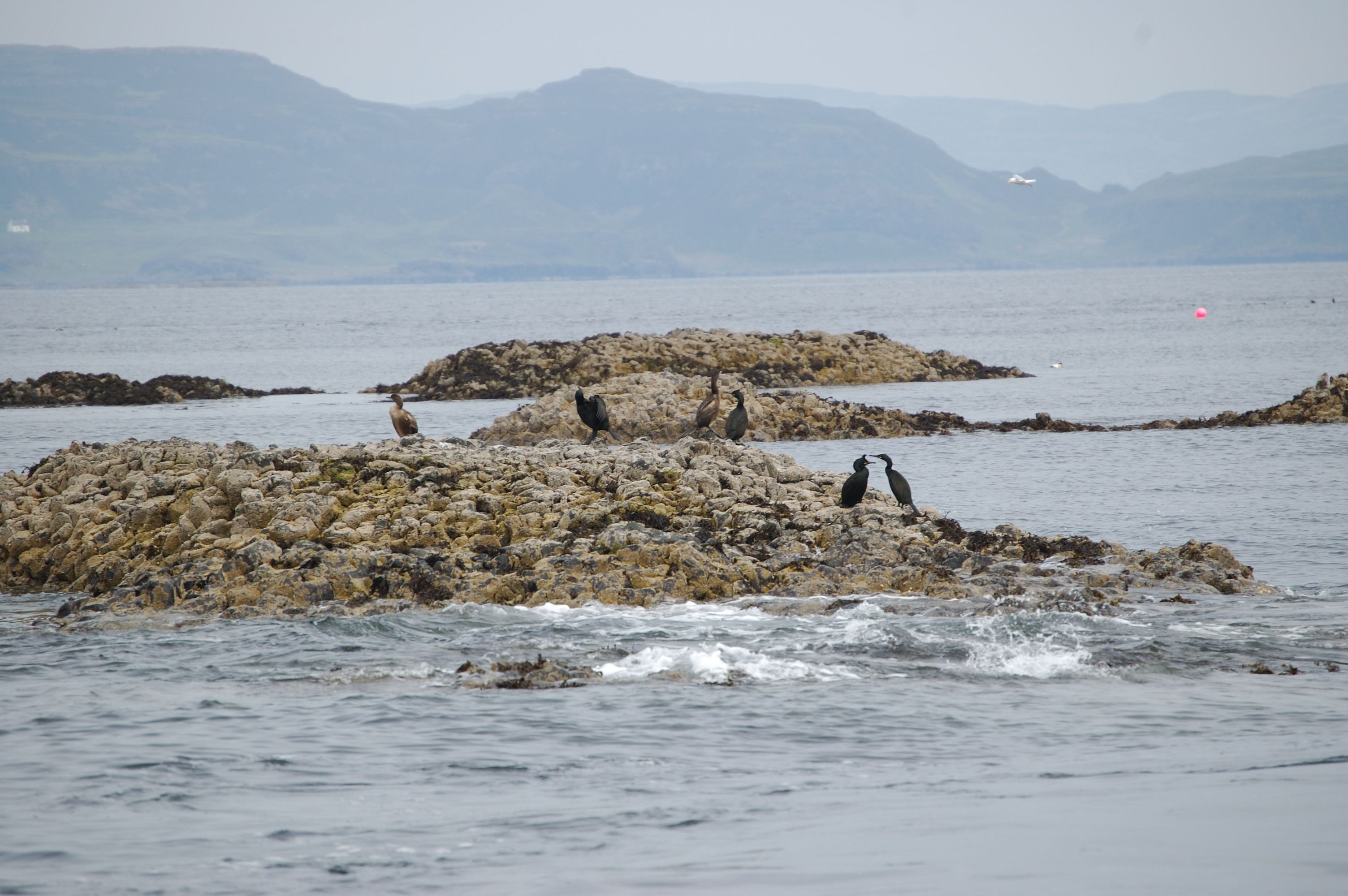 photos/wildlife/Bird_Species/017-Cormorants/0252-European_Shag/20080515-Staffa-01.jpg
