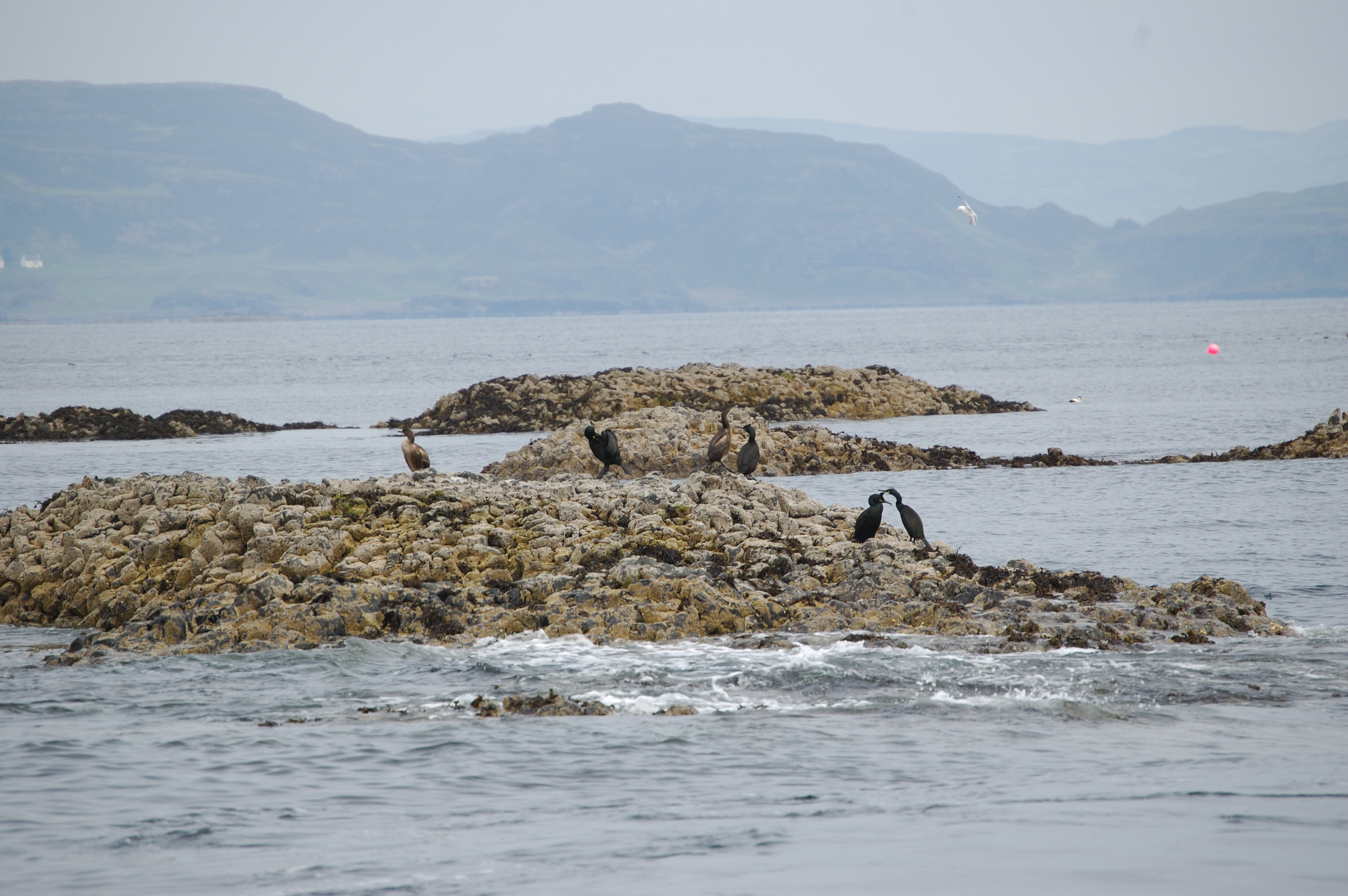 photos/wildlife/Bird_Species/017-Cormorants/0252-European_Shag/20080515-Staffa-02.jpg