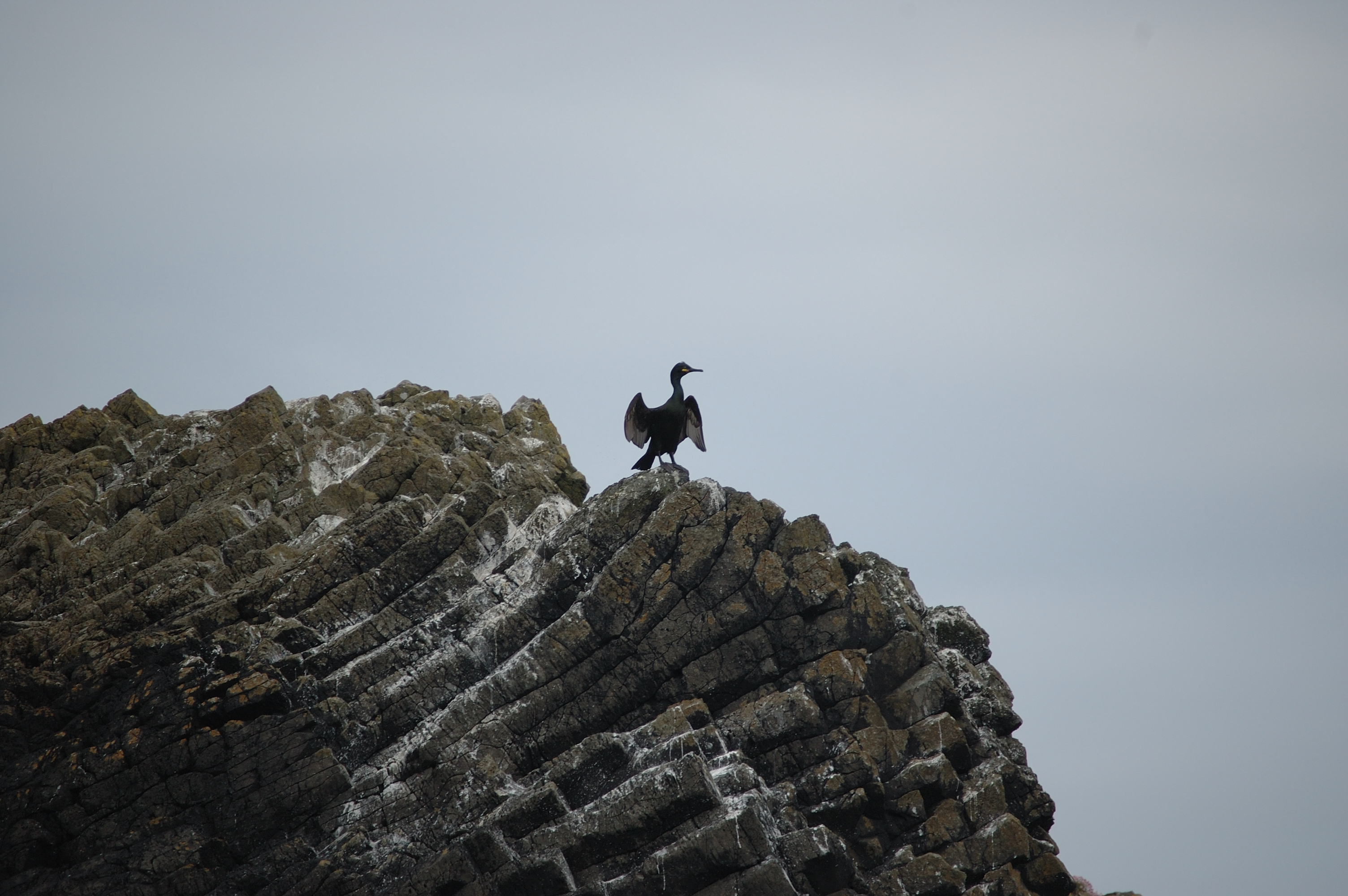 photos/wildlife/Bird_Species/017-Cormorants/0252-European_Shag/20080515-Staffa-03.jpg