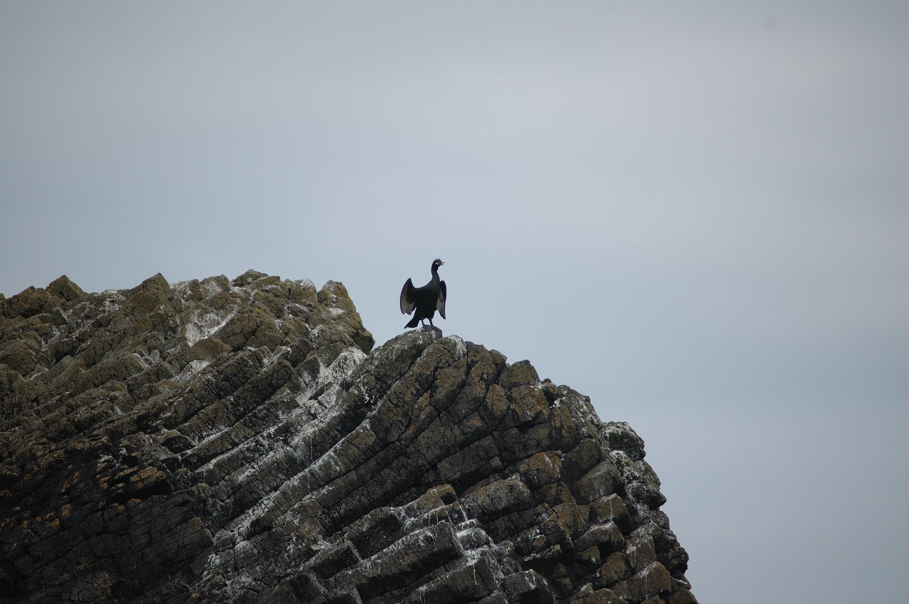 photos/wildlife/Bird_Species/017-Cormorants/0252-European_Shag/20080515-Staffa-04.jpg