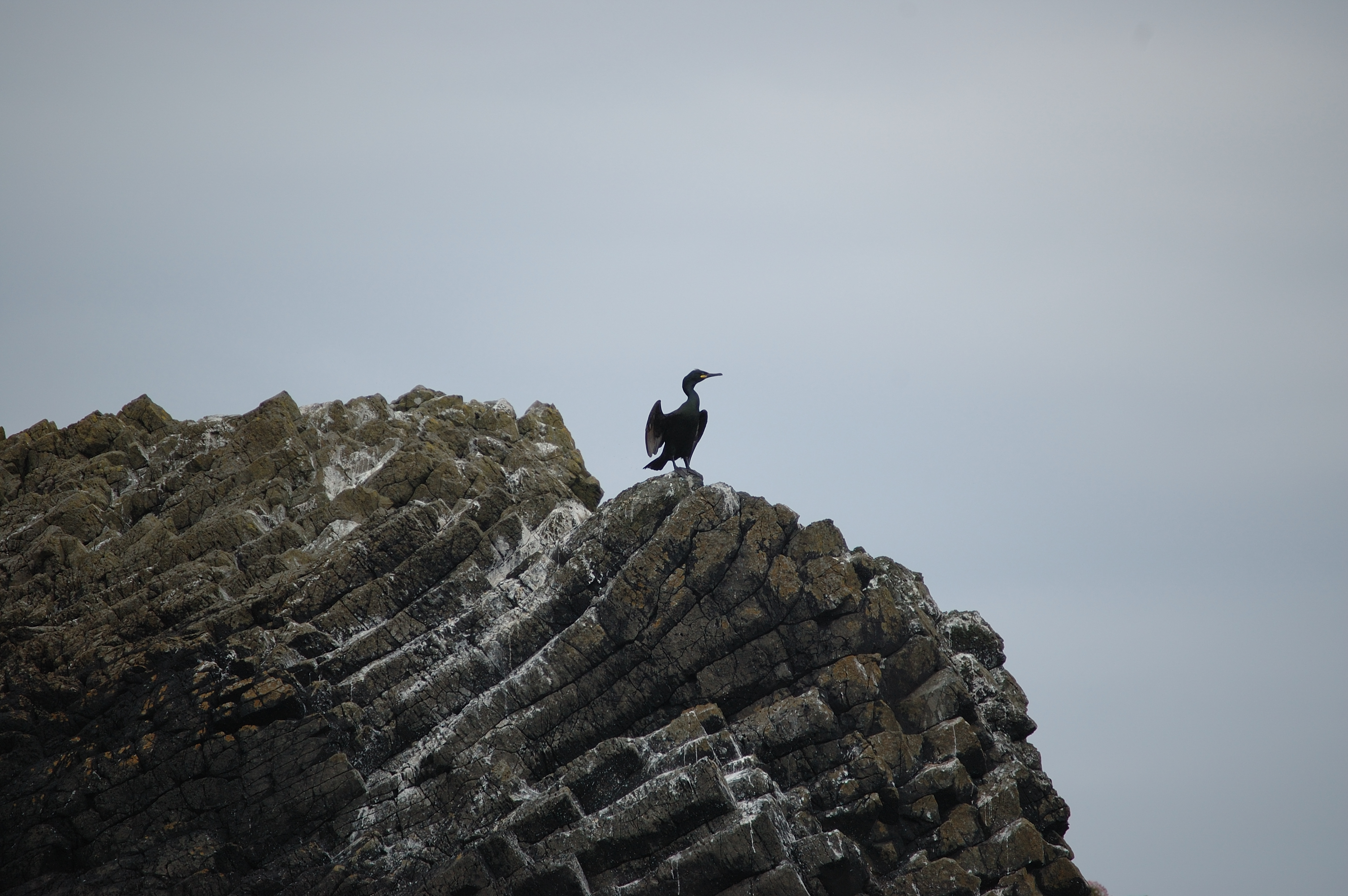 photos/wildlife/Bird_Species/017-Cormorants/0252-European_Shag/20080515-Staffa-05.jpg
