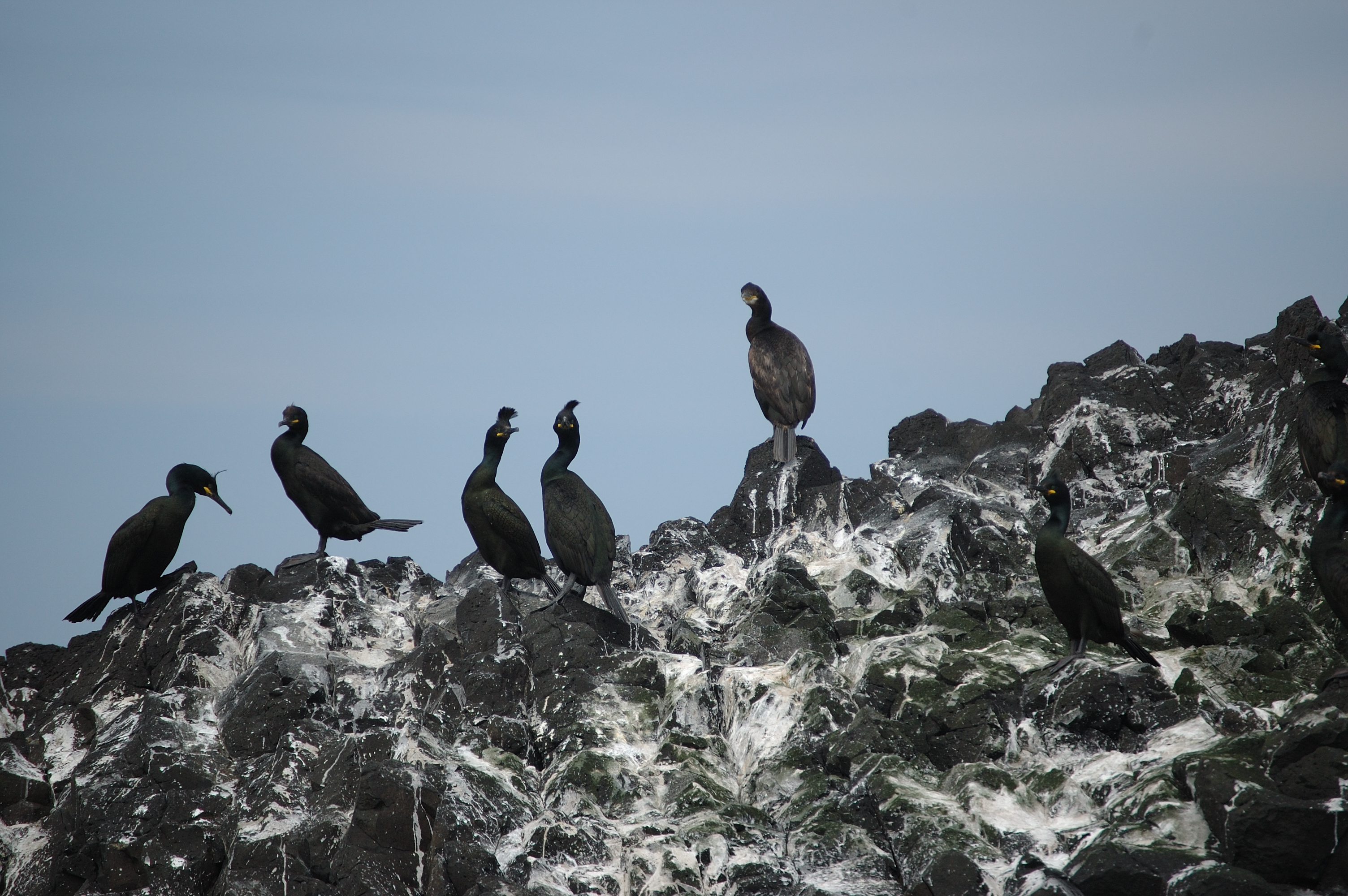 photos/wildlife/Bird_Species/017-Cormorants/0252-European_Shag/20080515-Staffa-06.jpg