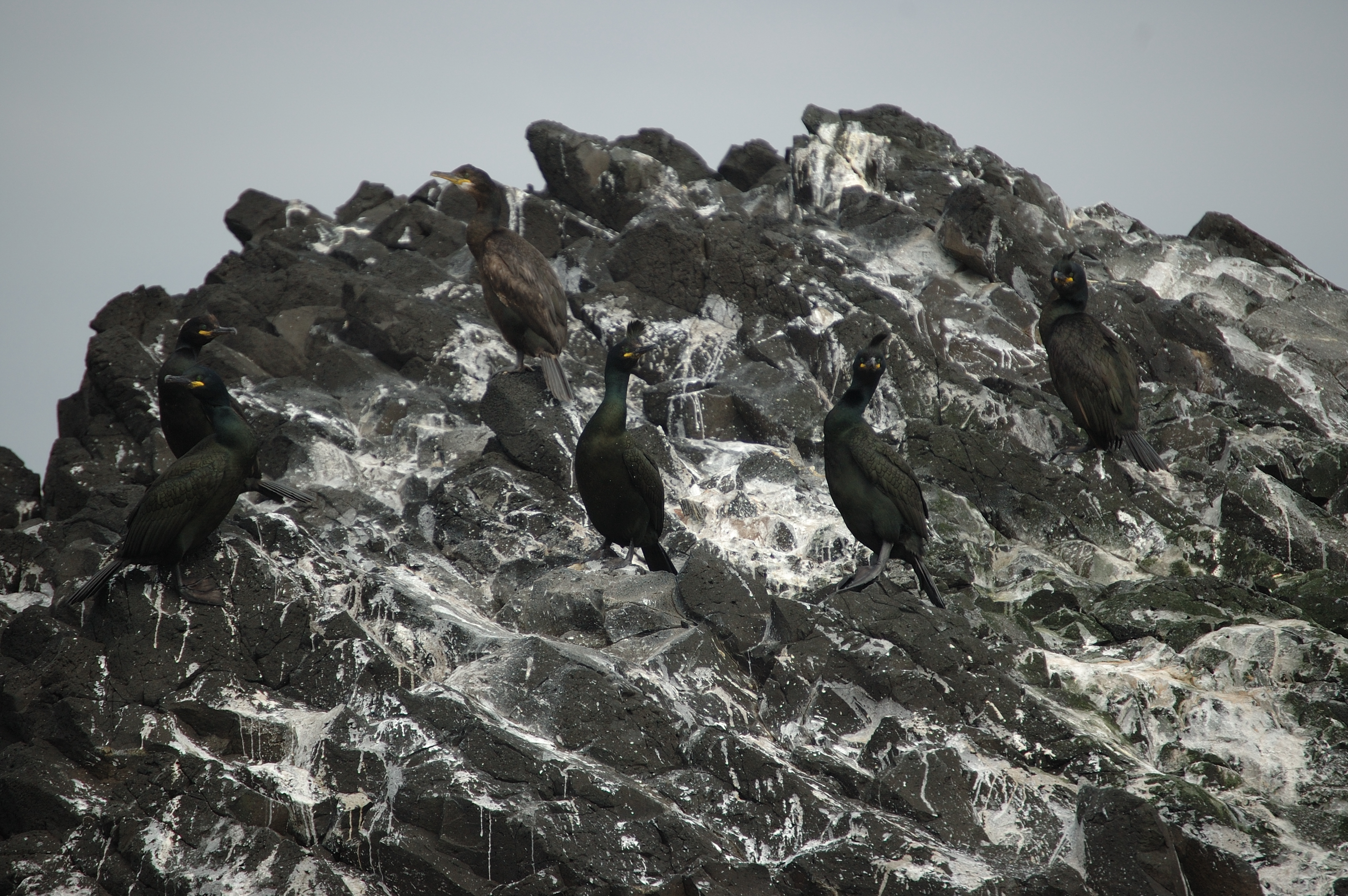 photos/wildlife/Bird_Species/017-Cormorants/0252-European_Shag/20080515-Staffa-07.jpg