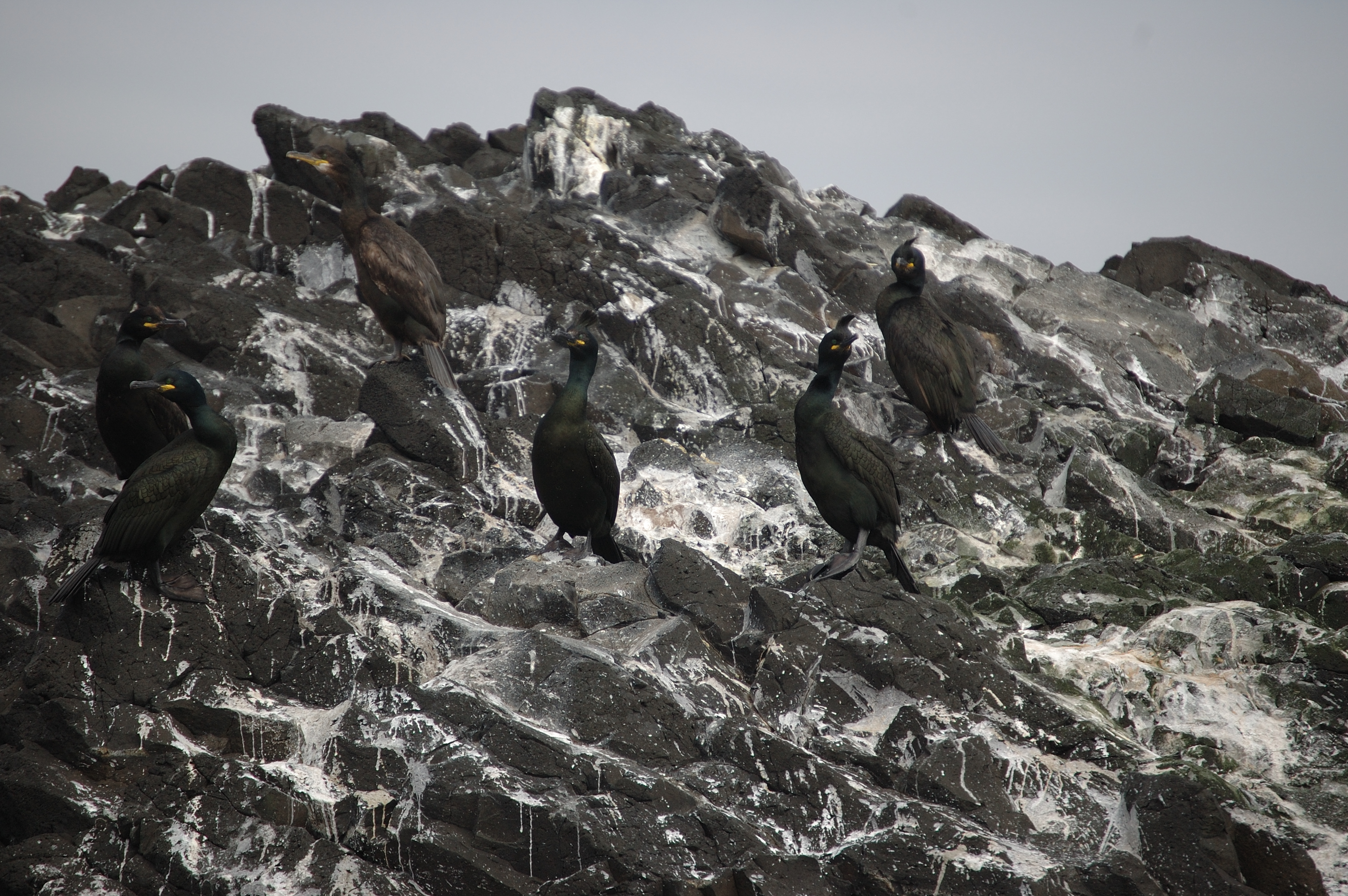 photos/wildlife/Bird_Species/017-Cormorants/0252-European_Shag/20080515-Staffa-08.jpg