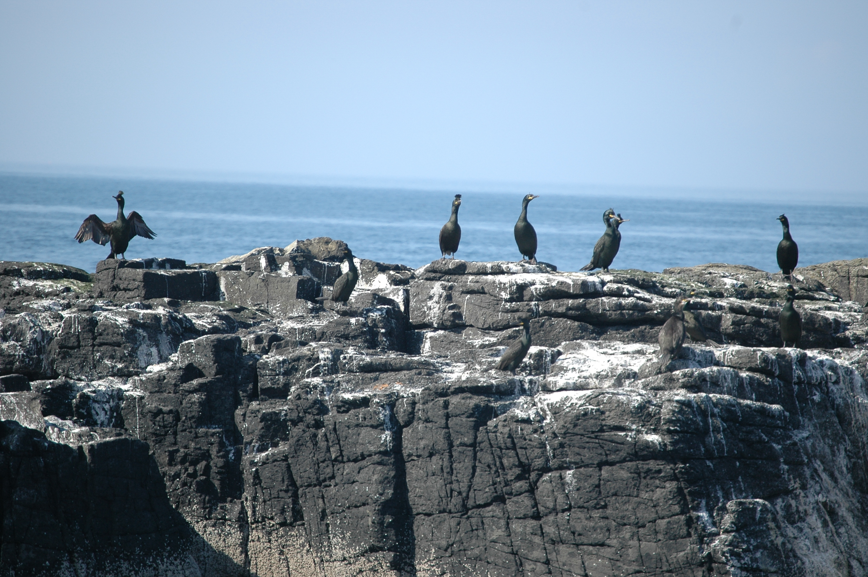 photos/wildlife/Bird_Species/017-Cormorants/0252-European_Shag/20080515-Staffa-09.jpg