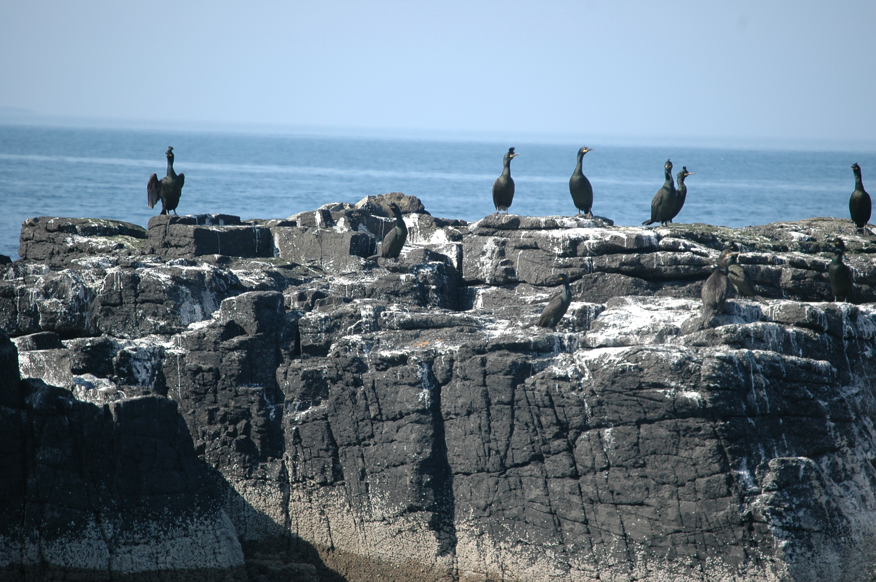 photos/wildlife/Bird_Species/017-Cormorants/0252-European_Shag/20080515-Staffa-10.jpg