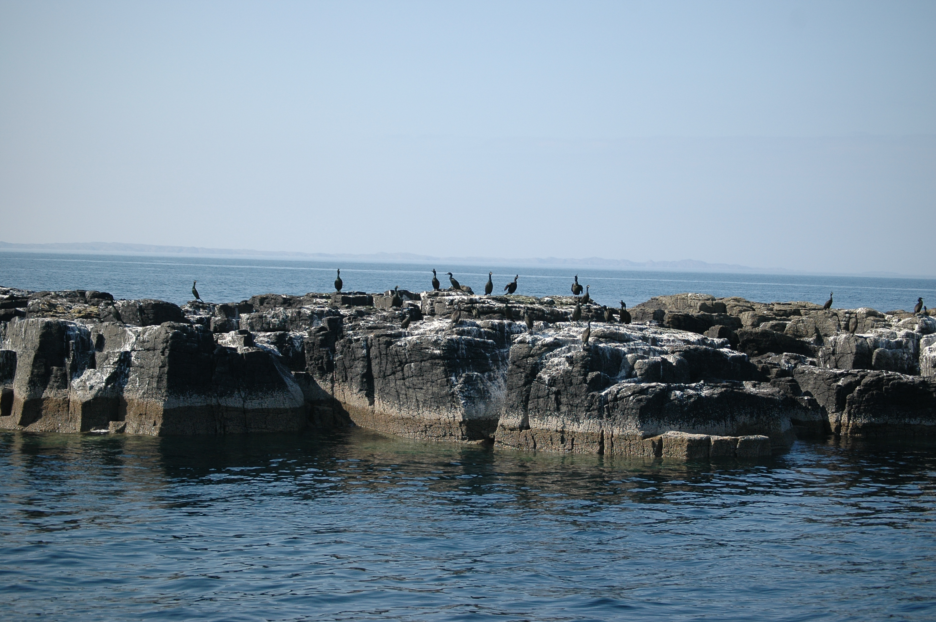 photos/wildlife/Bird_Species/017-Cormorants/0252-European_Shag/20080515-Staffa-11.jpg