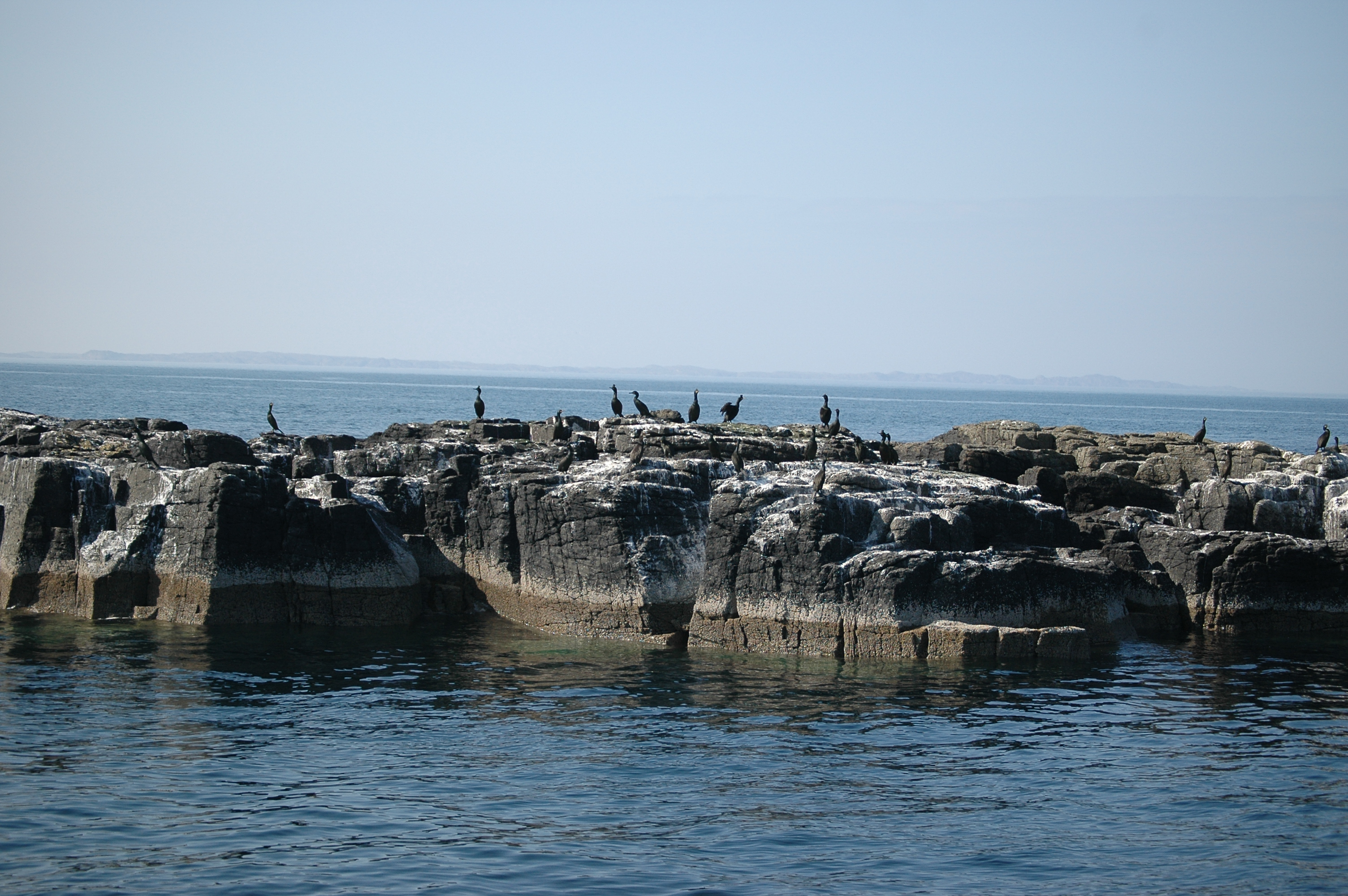 photos/wildlife/Bird_Species/017-Cormorants/0252-European_Shag/20080515-Staffa-12.jpg