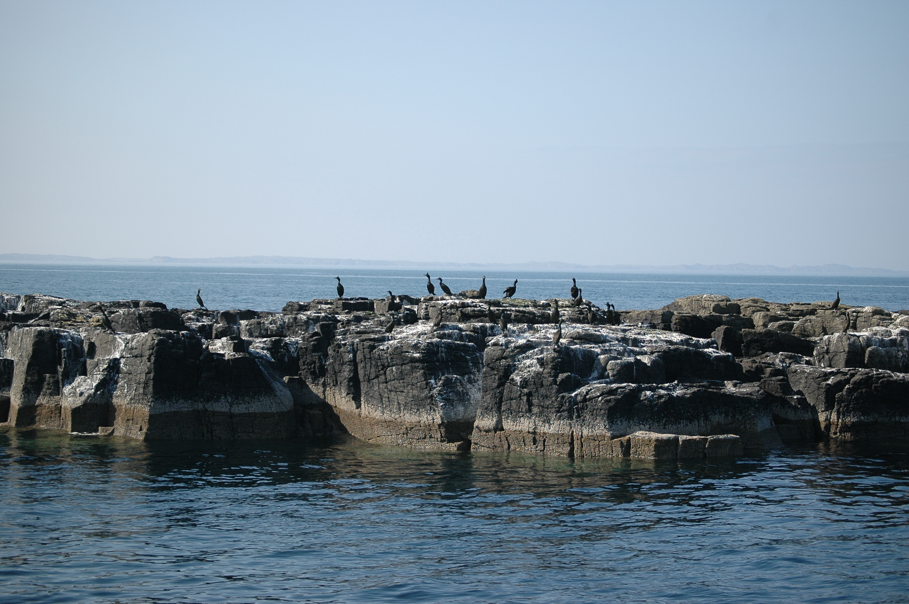 photos/wildlife/Bird_Species/017-Cormorants/0252-European_Shag/20080515-Staffa-13.jpg
