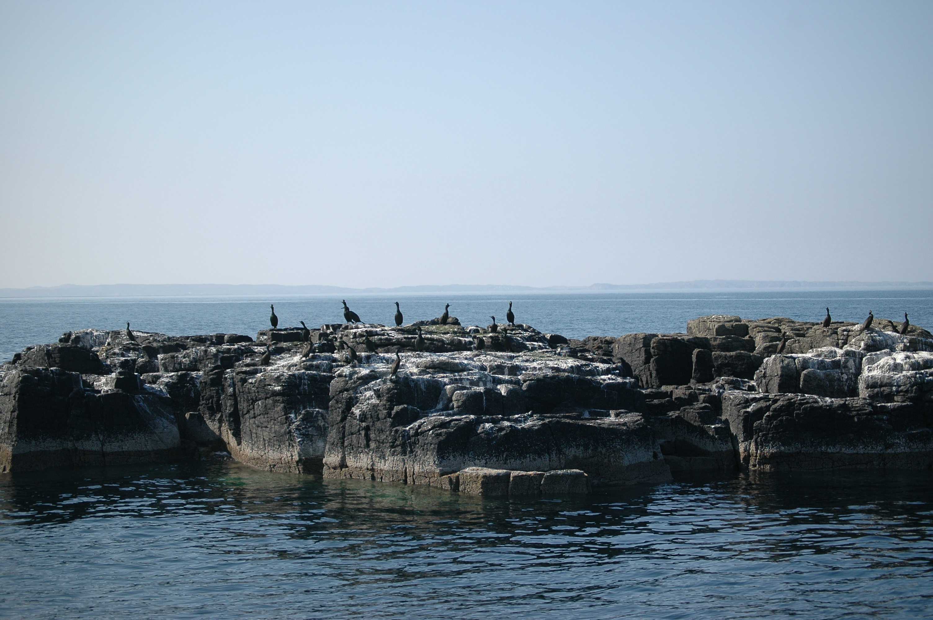 photos/wildlife/Bird_Species/017-Cormorants/0252-European_Shag/20080515-Staffa-14.jpg