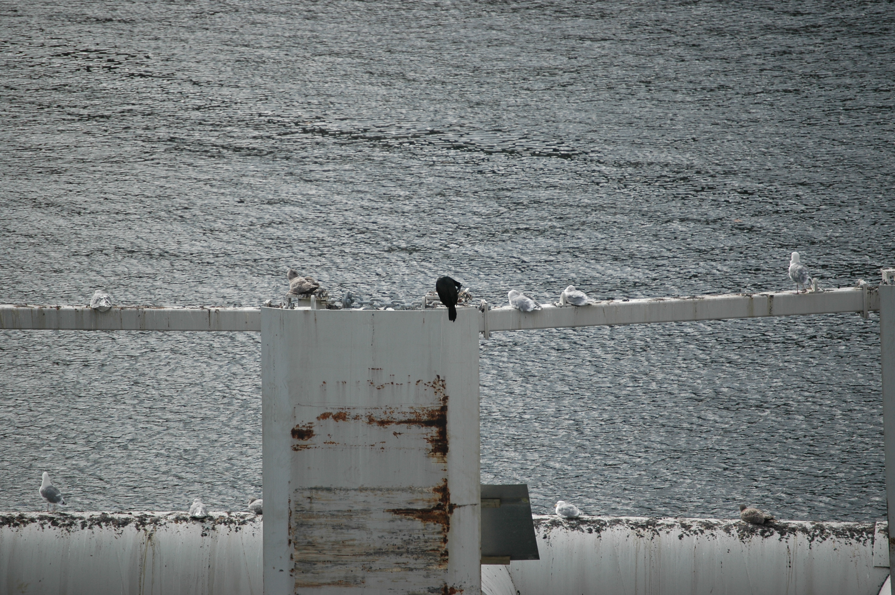 photos/wildlife/Bird_Species/017-Cormorants/0253-Pelagic_Cormorant/20070918-Canada-01.jpg