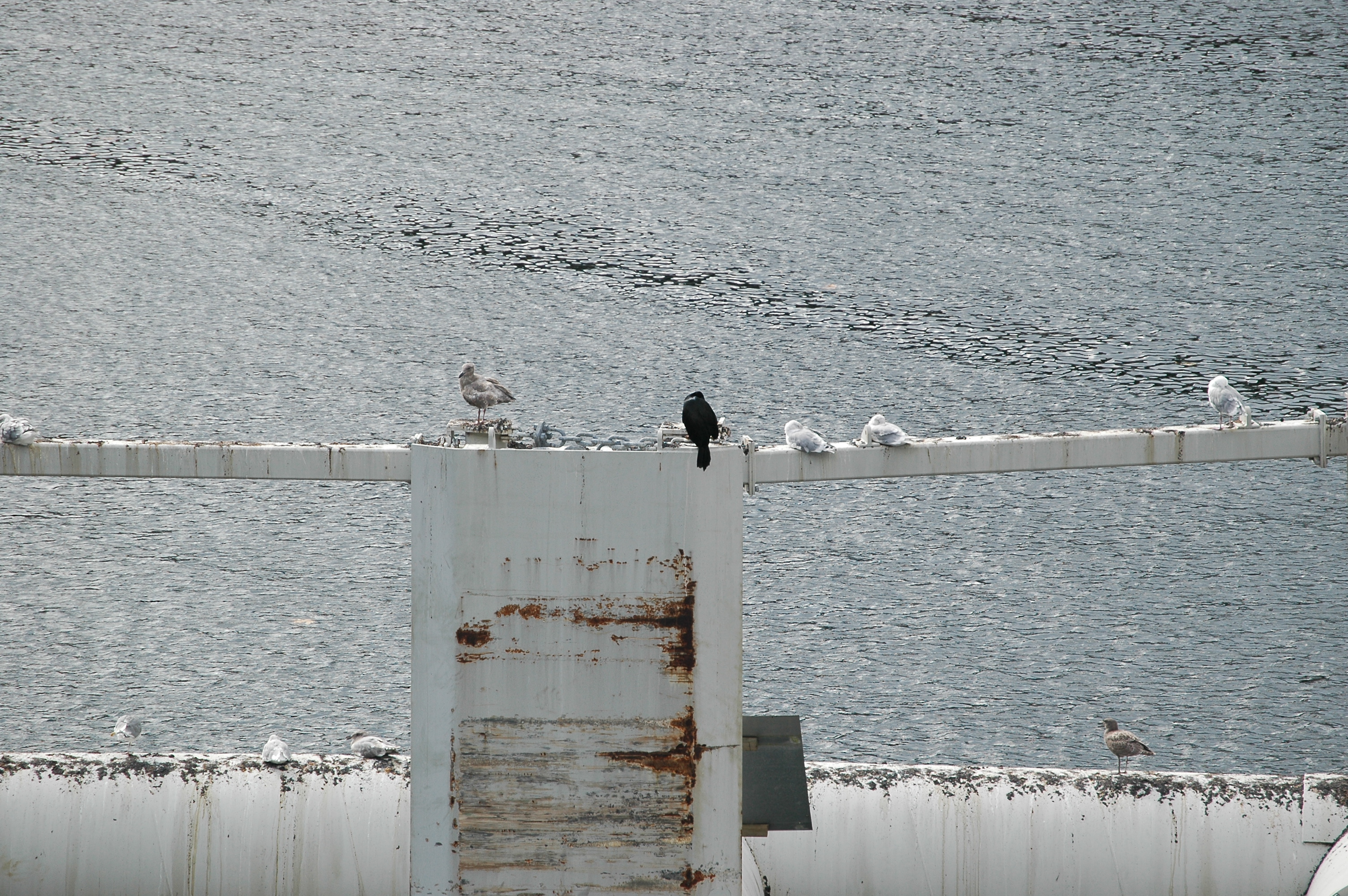 photos/wildlife/Bird_Species/017-Cormorants/0253-Pelagic_Cormorant/20070918-Canada-02.jpg