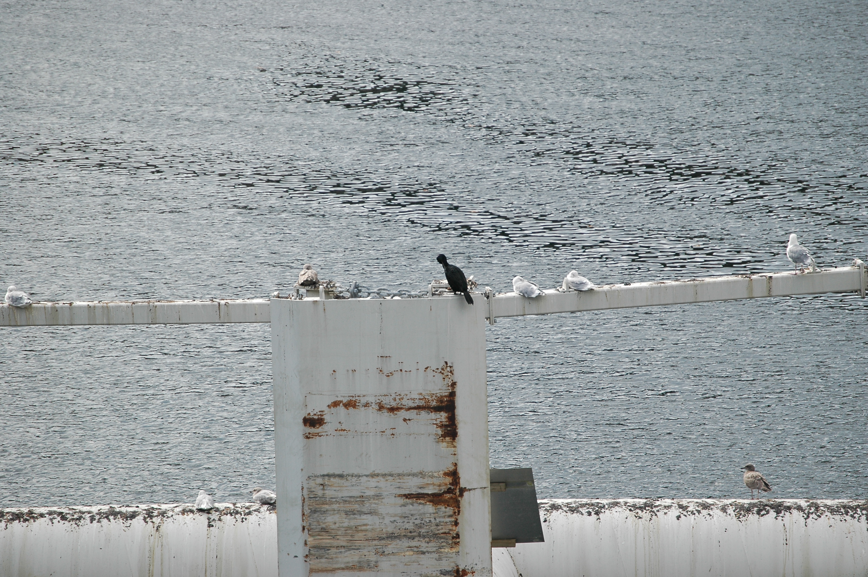 photos/wildlife/Bird_Species/017-Cormorants/0253-Pelagic_Cormorant/20070918-Canada-03.jpg