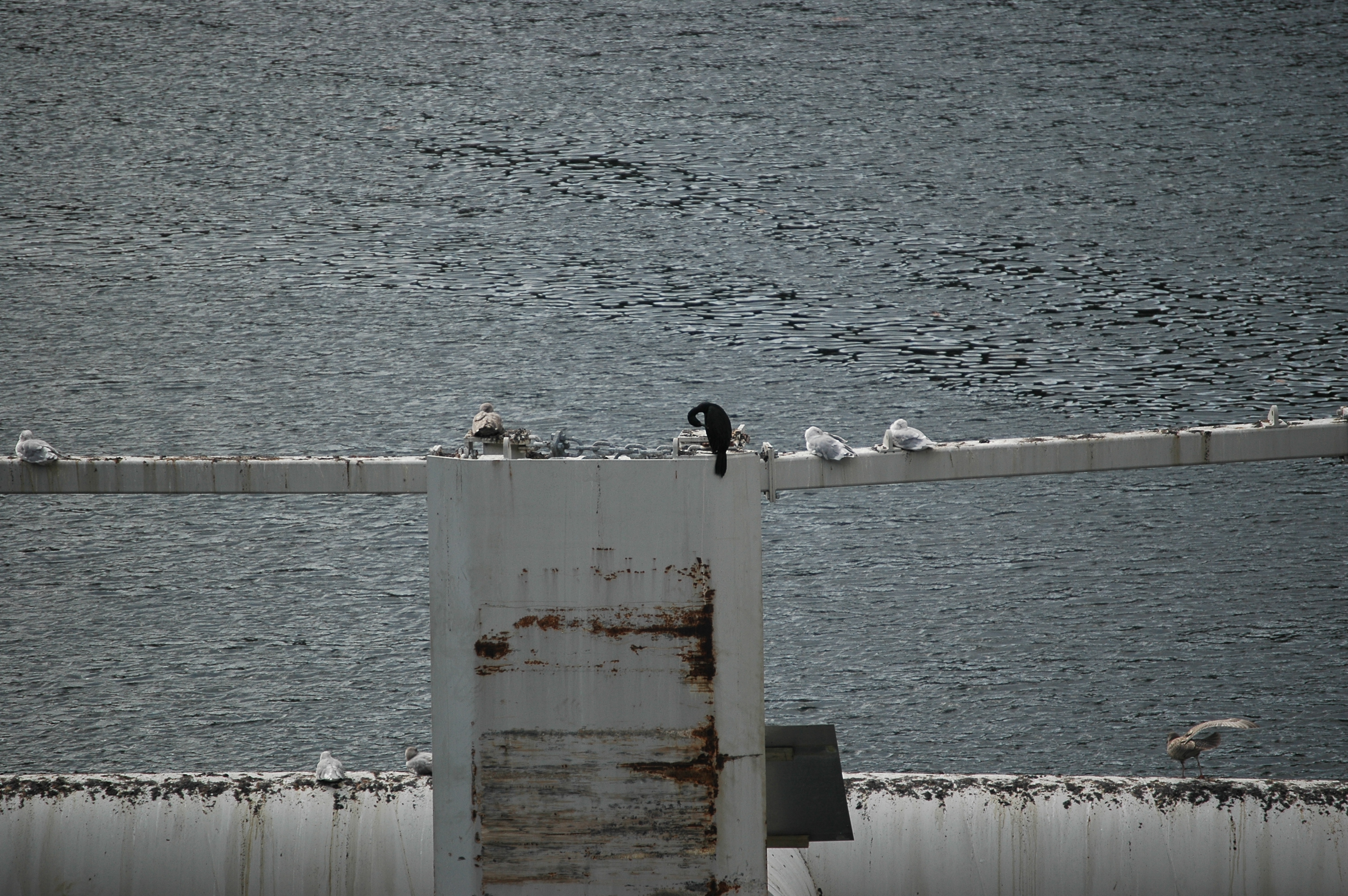 photos/wildlife/Bird_Species/017-Cormorants/0253-Pelagic_Cormorant/20070918-Canada-04.jpg