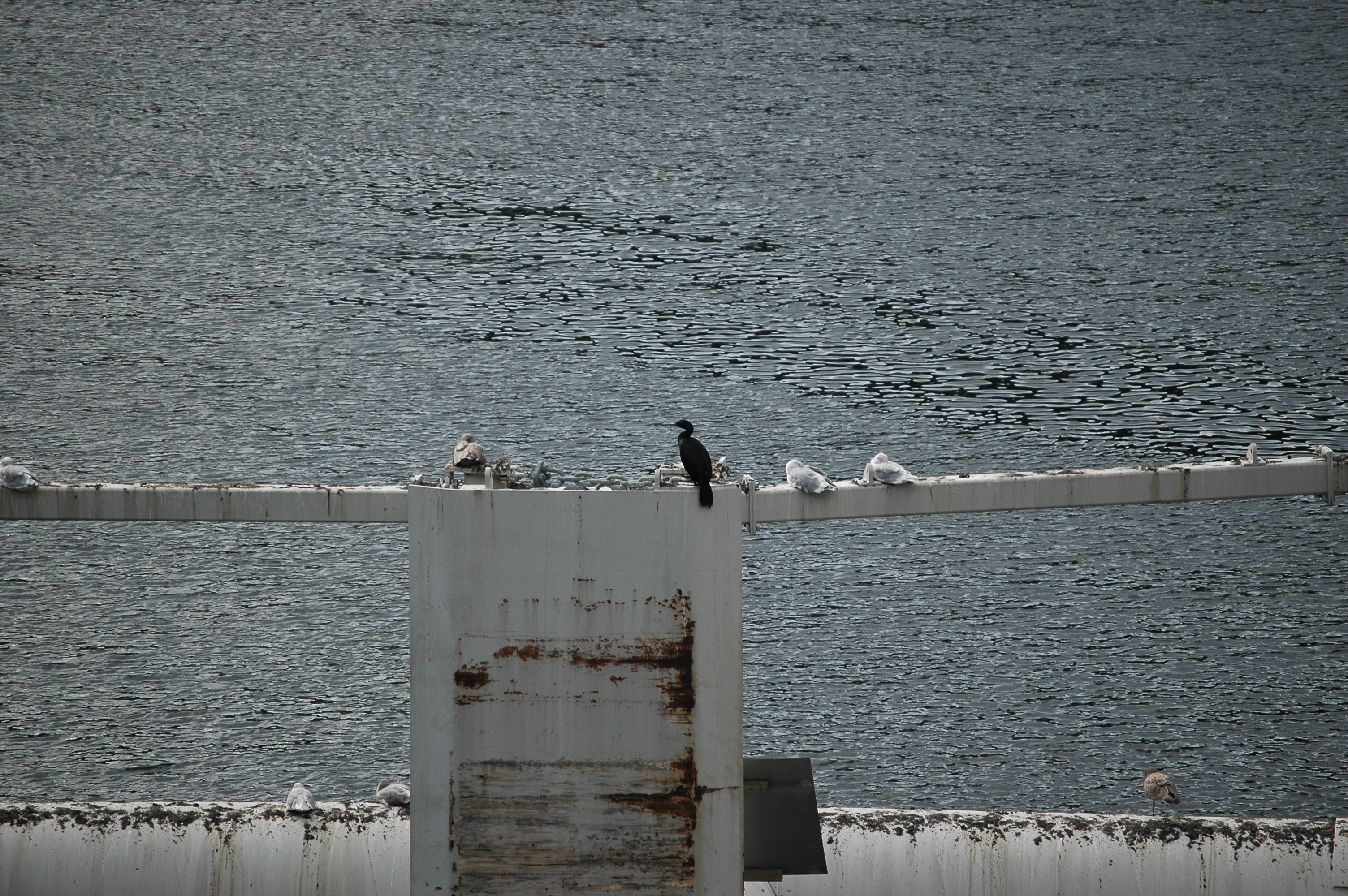 photos/wildlife/Bird_Species/017-Cormorants/0253-Pelagic_Cormorant/20070918-Canada-05.jpg