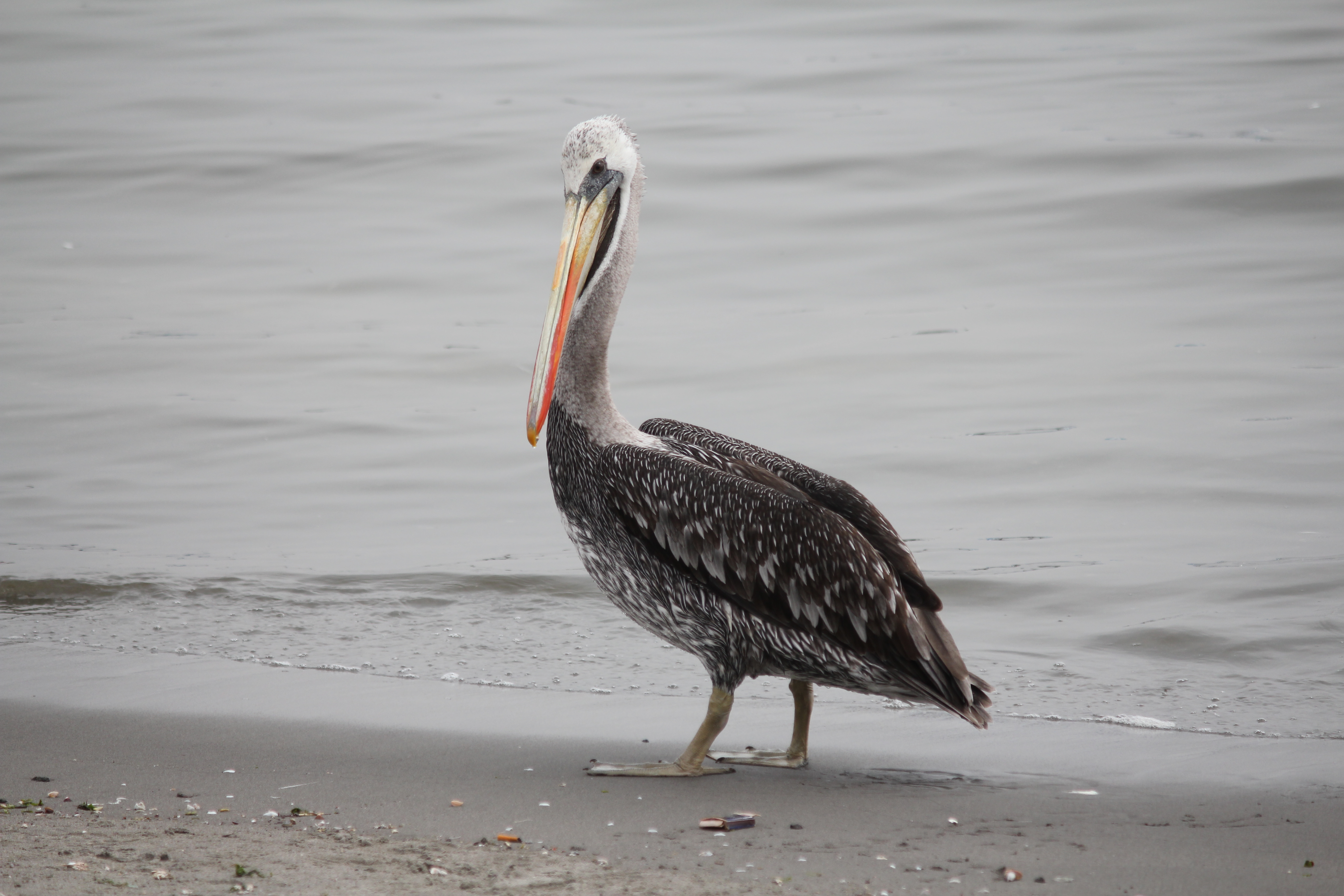 photos/wildlife/Bird_Species/019-Pelicans/0291-Peruvian_Pelican/4768241078_6a2a4c1e8d_o.jpg