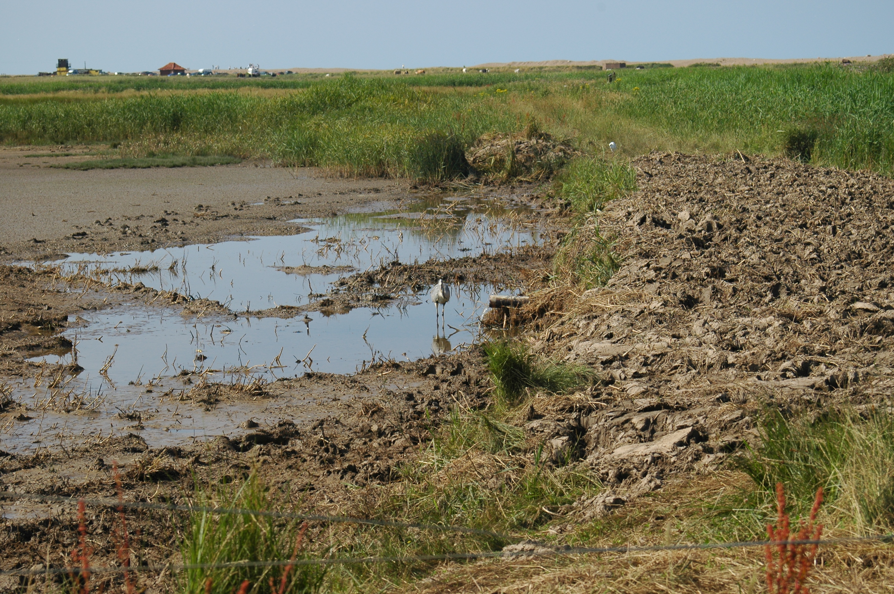 photos/wildlife/Bird_Species/021-Herons/0299-Grey_Heron/20050716-Cley-01.jpg