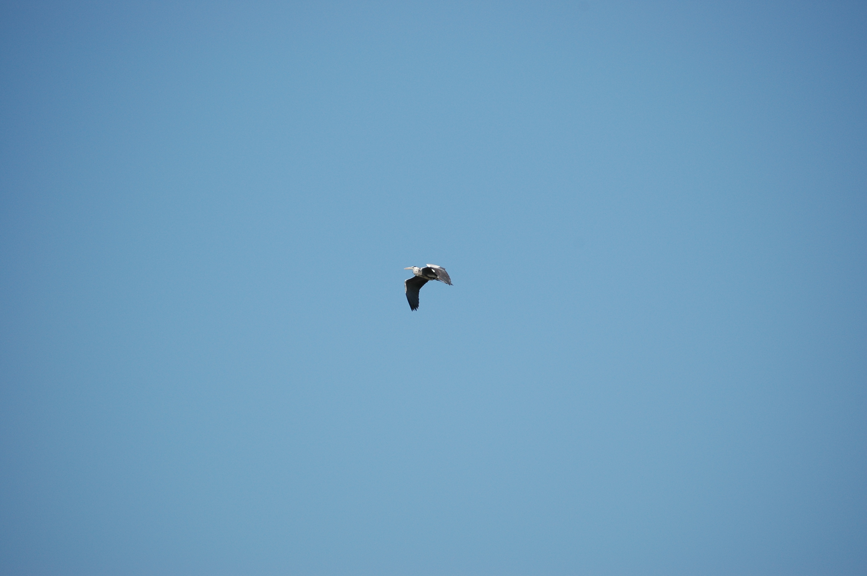photos/wildlife/Bird_Species/021-Herons/0299-Grey_Heron/20060425-Lesvos-02.jpg