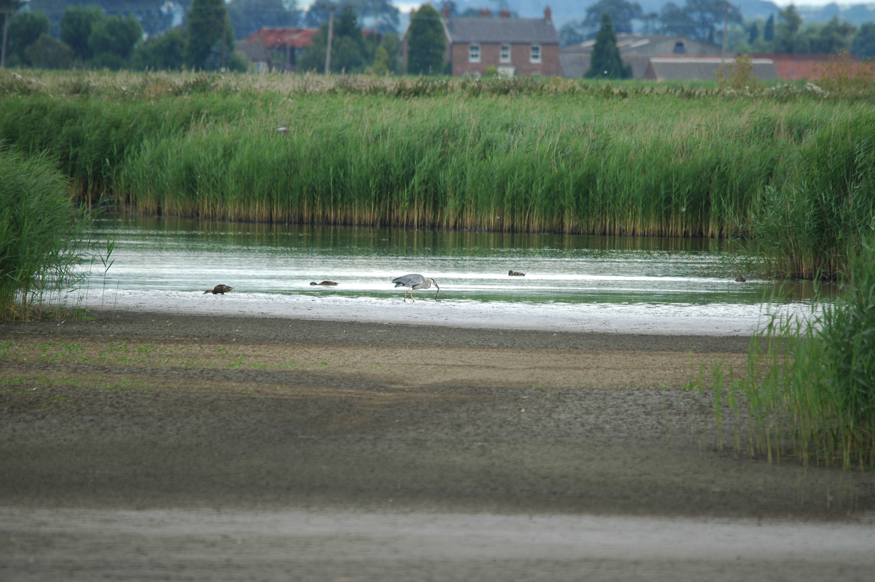 photos/wildlife/Bird_Species/021-Herons/0299-Grey_Heron/20090725-Blacktoft-01.jpg