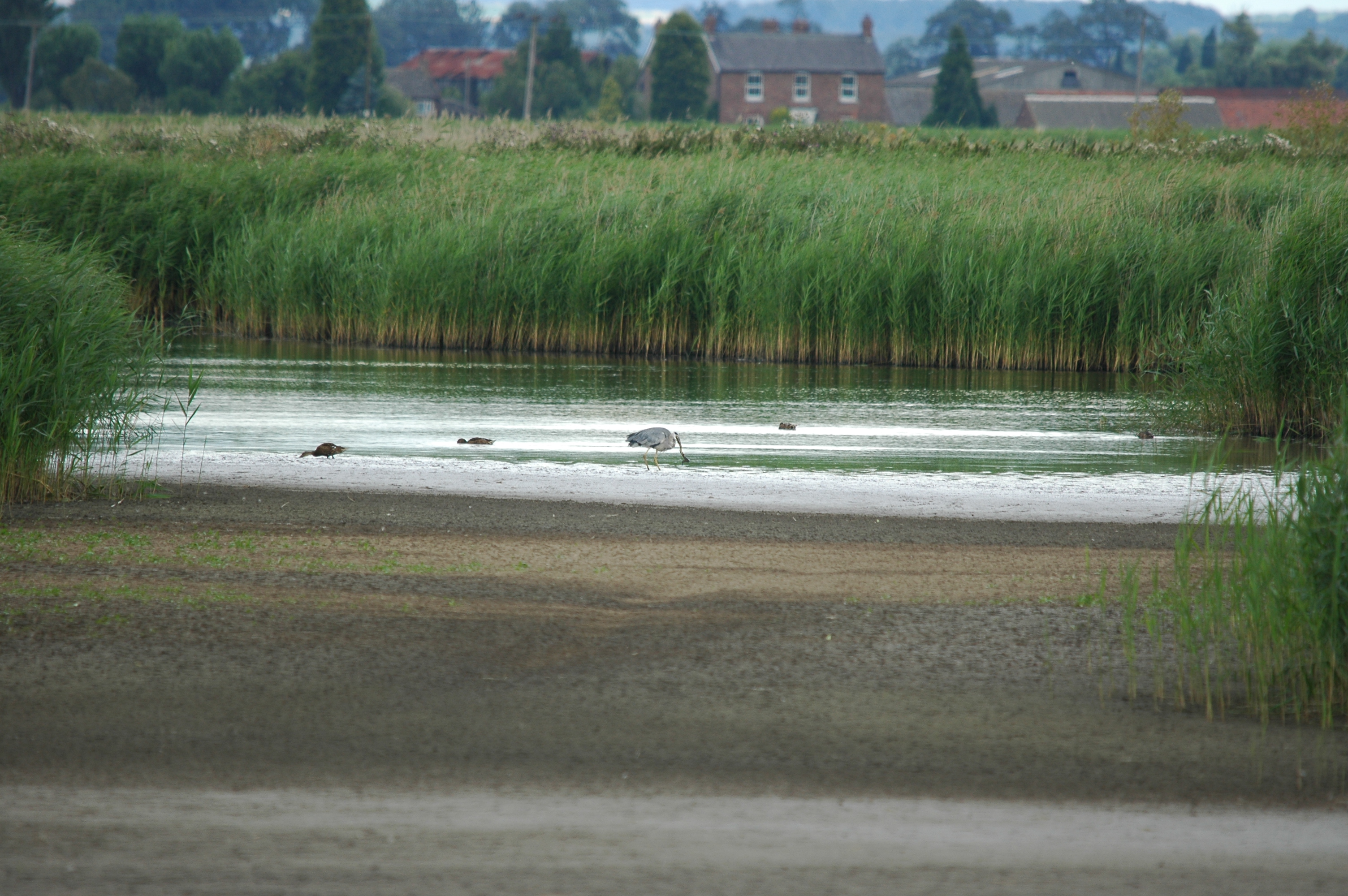 photos/wildlife/Bird_Species/021-Herons/0299-Grey_Heron/20090725-Blacktoft-02.jpg