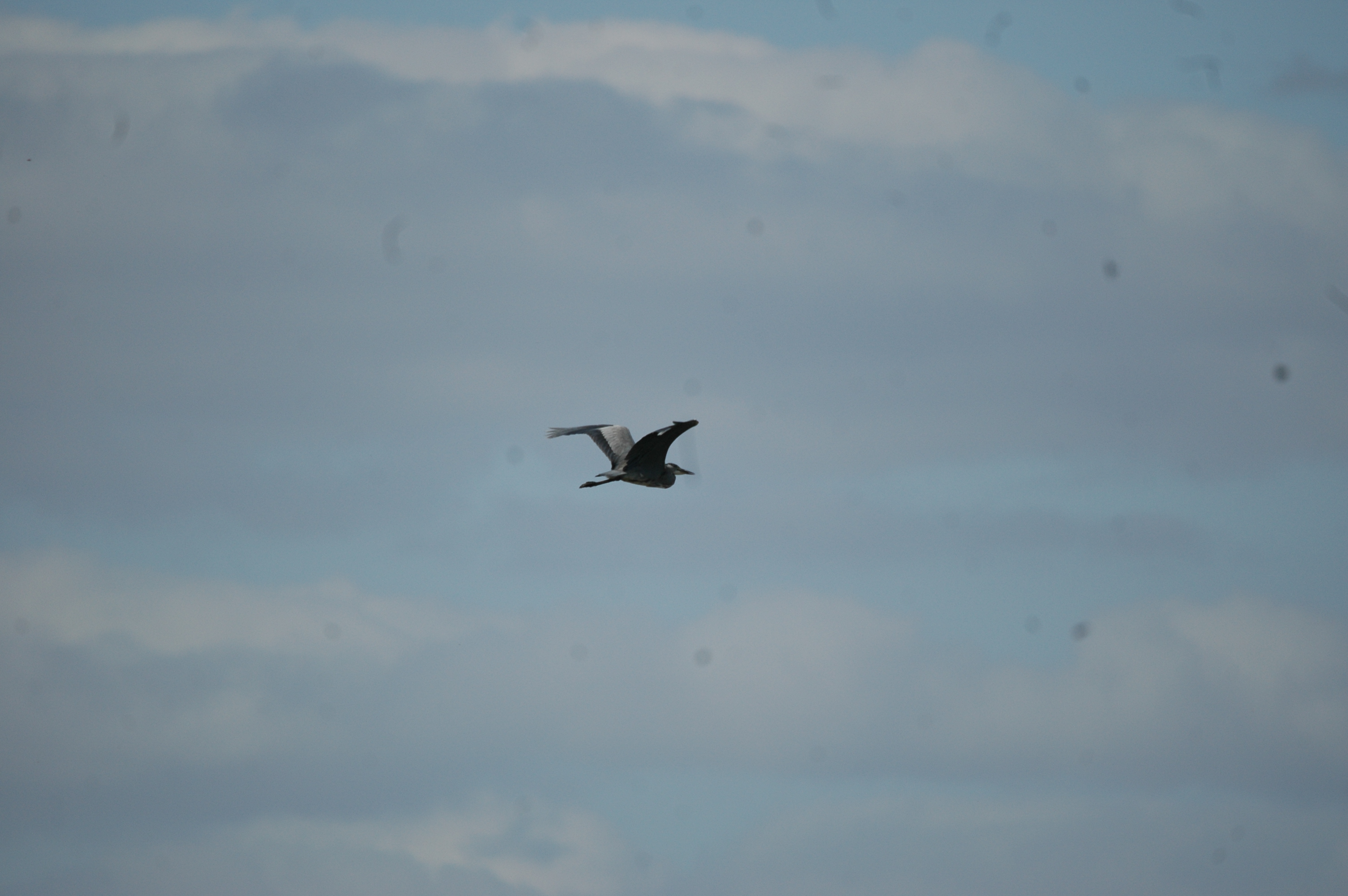 photos/wildlife/Bird_Species/021-Herons/0299-Grey_Heron/20090909-Blacktoft-01.jpg