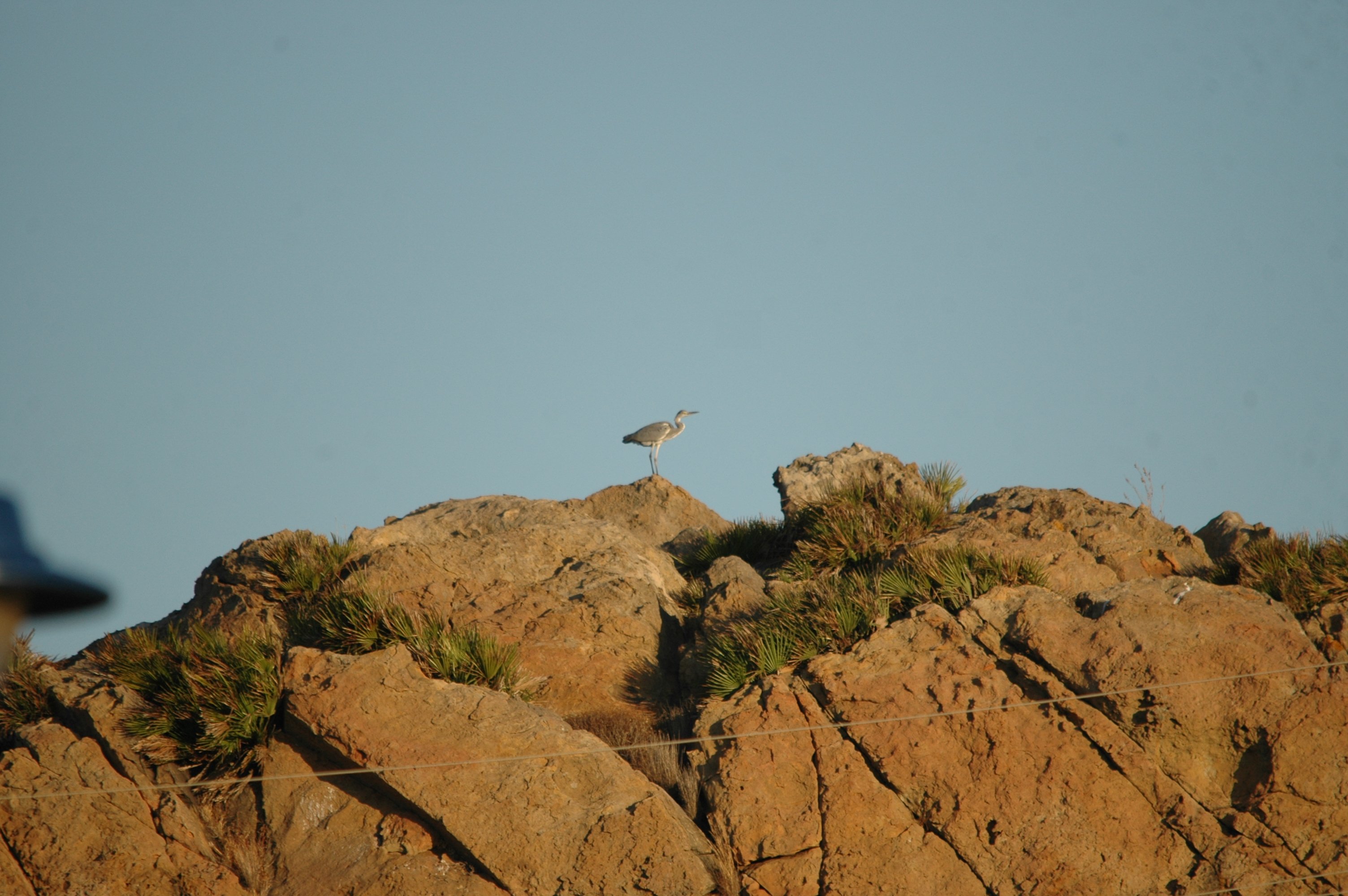 photos/wildlife/Bird_Species/021-Herons/0299-Grey_Heron/20090921-Spain-01.jpg