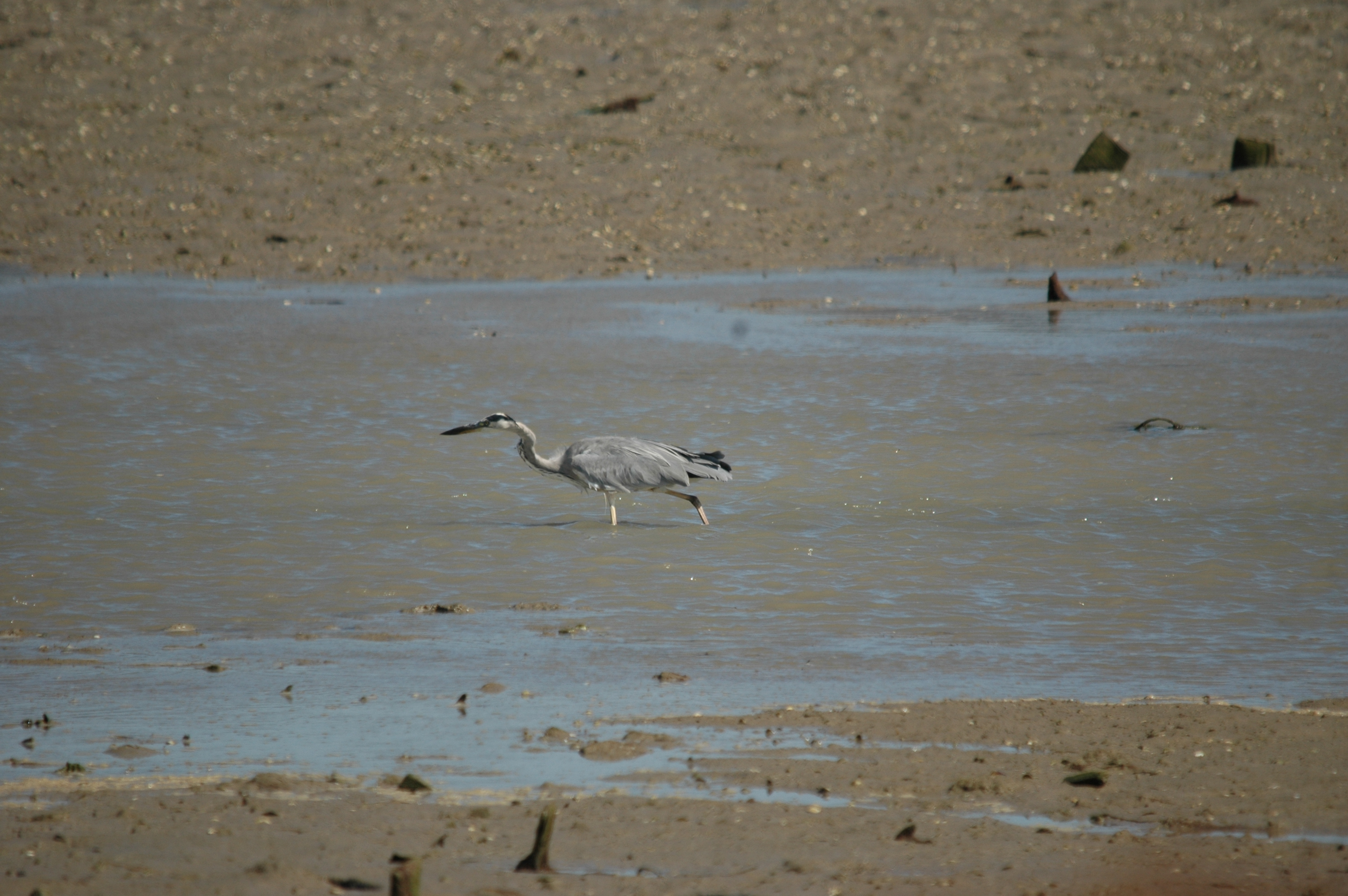 photos/wildlife/Bird_Species/021-Herons/0299-Grey_Heron/20090923-Spain-02.jpg