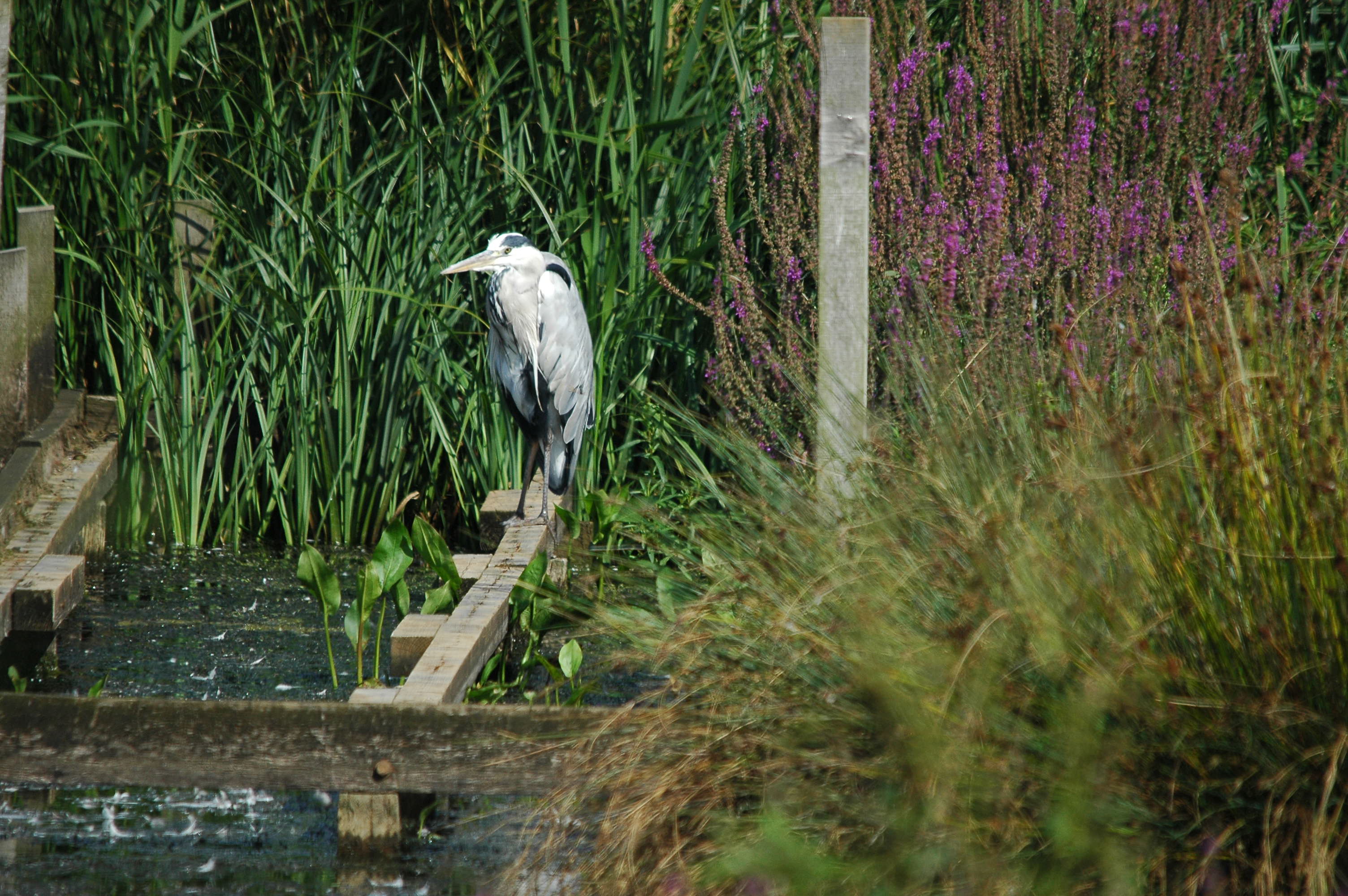 photos/wildlife/Bird_Species/021-Herons/0299-Grey_Heron/DSC_3373.JPG